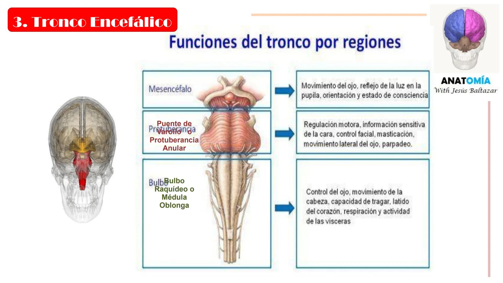 # MORFOFISIOLOGÍA
SISTEMA NERVIOSO I
DOCENTE: JESÚS BALTAZAR # SISTEMA NERVIOSO
El sistema nervioso humano esta formado por un conjunto d