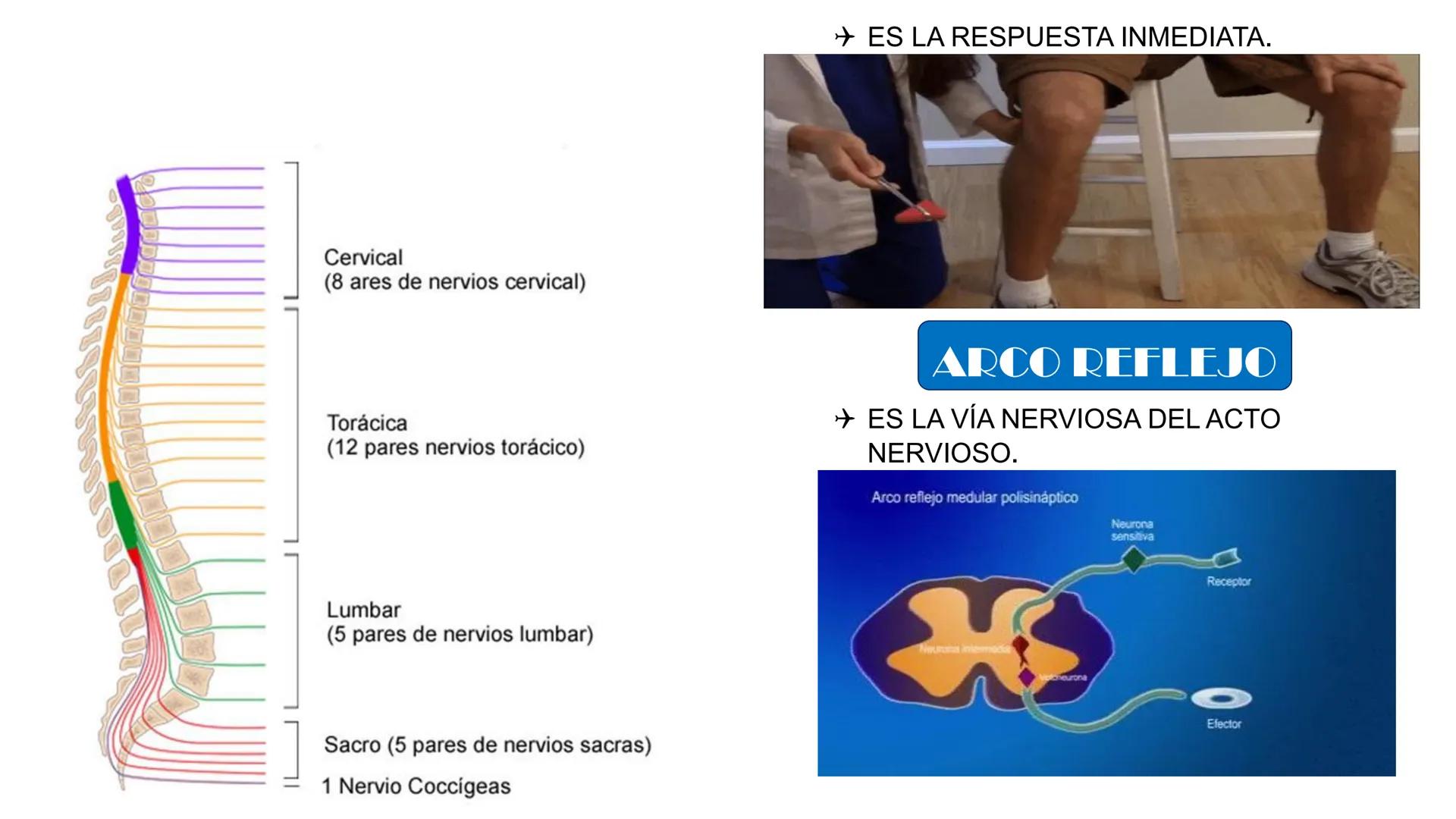 # MORFOFISIOLOGÍA
SISTEMA NERVIOSO I
DOCENTE: JESÚS BALTAZAR # SISTEMA NERVIOSO
El sistema nervioso humano esta formado por un conjunto d