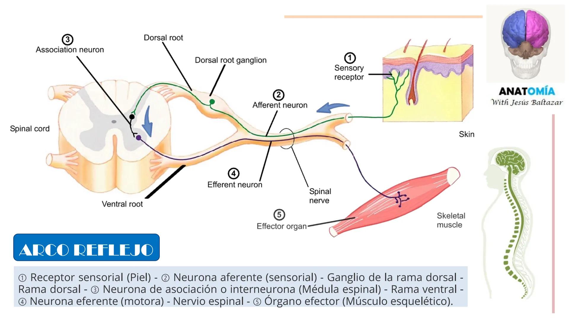 # MORFOFISIOLOGÍA
SISTEMA NERVIOSO I
DOCENTE: JESÚS BALTAZAR # SISTEMA NERVIOSO
El sistema nervioso humano esta formado por un conjunto d