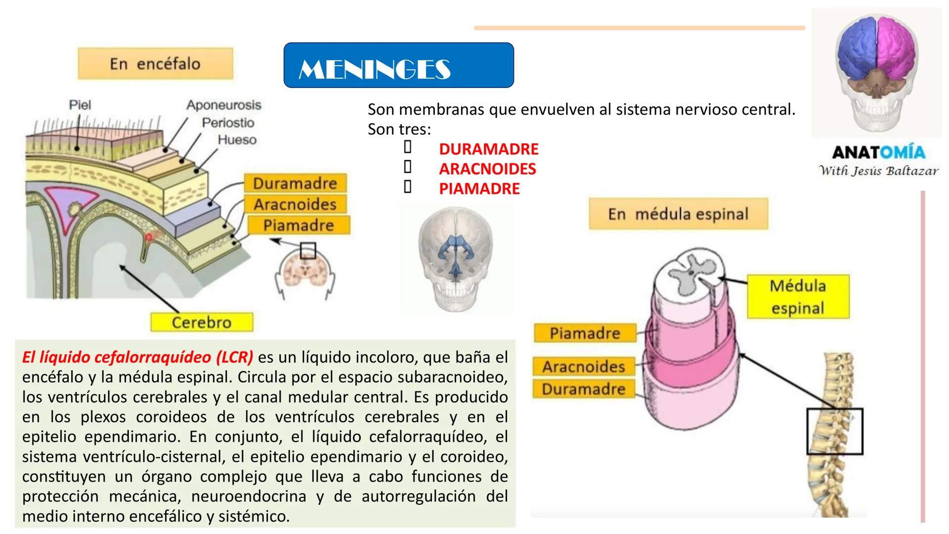 # MORFOFISIOLOGÍA
SISTEMA NERVIOSO I
DOCENTE: JESÚS BALTAZAR # SISTEMA NERVIOSO
El sistema nervioso humano esta formado por un conjunto d