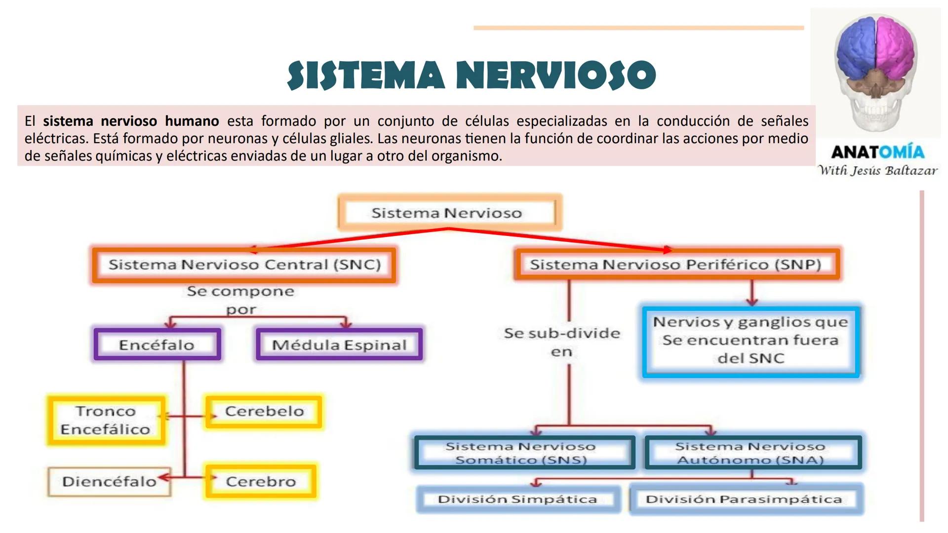 # MORFOFISIOLOGÍA
SISTEMA NERVIOSO I
DOCENTE: JESÚS BALTAZAR # SISTEMA NERVIOSO
El sistema nervioso humano esta formado por un conjunto d