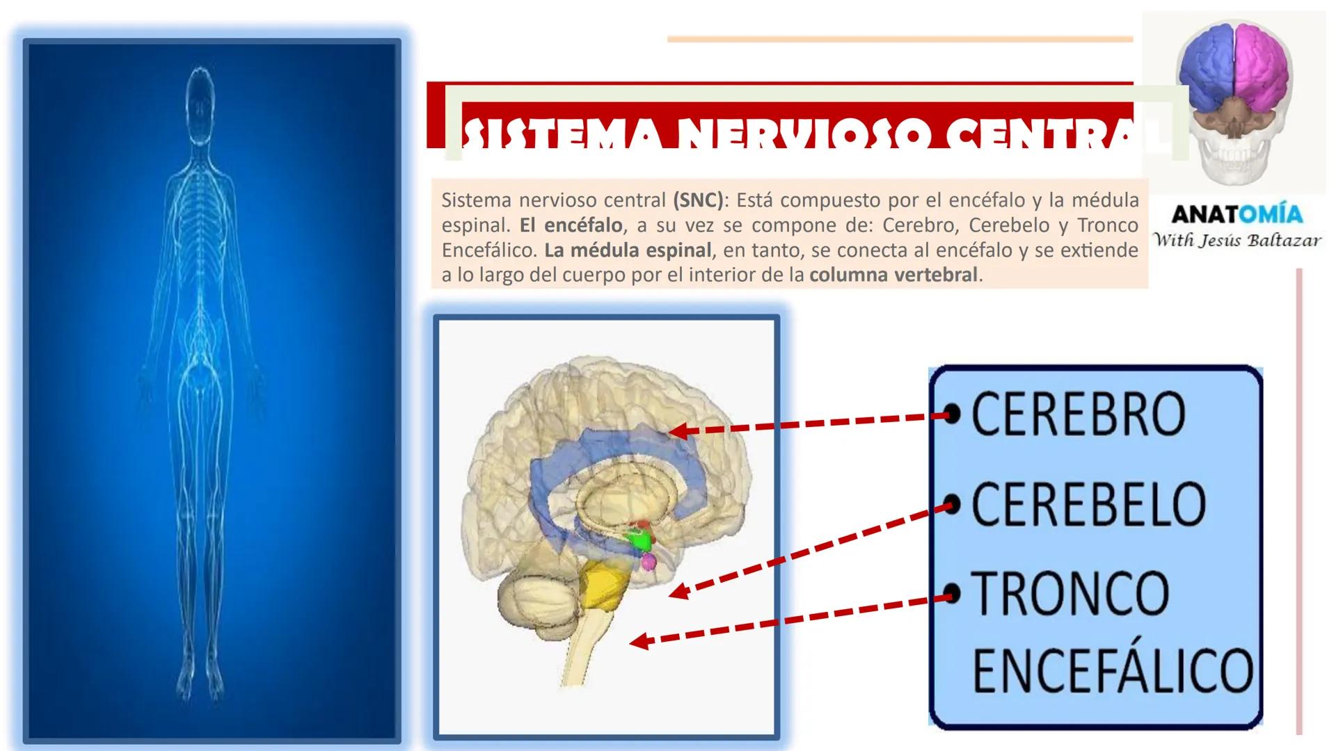 # MORFOFISIOLOGÍA
SISTEMA NERVIOSO I
DOCENTE: JESÚS BALTAZAR # SISTEMA NERVIOSO
El sistema nervioso humano esta formado por un conjunto d