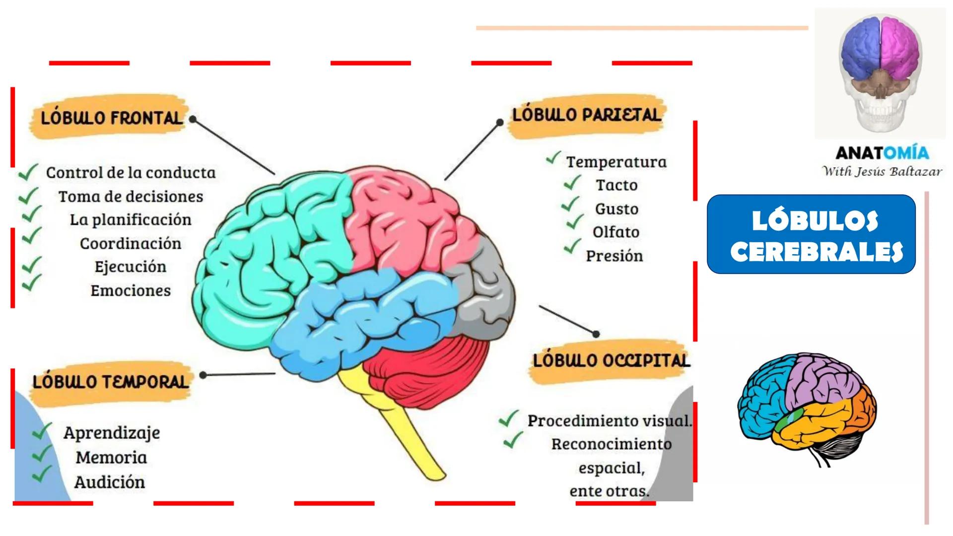 # MORFOFISIOLOGÍA
SISTEMA NERVIOSO I
DOCENTE: JESÚS BALTAZAR # SISTEMA NERVIOSO
El sistema nervioso humano esta formado por un conjunto d