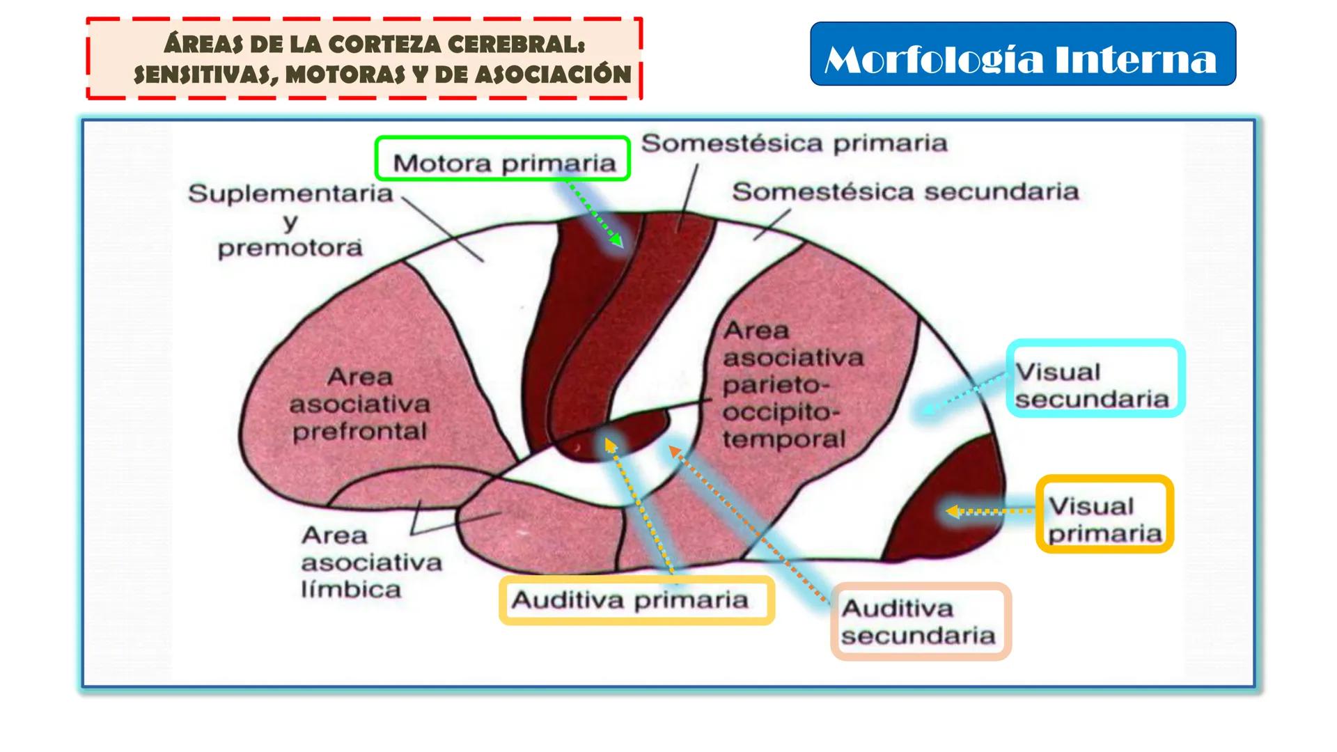 # MORFOFISIOLOGÍA
SISTEMA NERVIOSO I
DOCENTE: JESÚS BALTAZAR # SISTEMA NERVIOSO
El sistema nervioso humano esta formado por un conjunto d