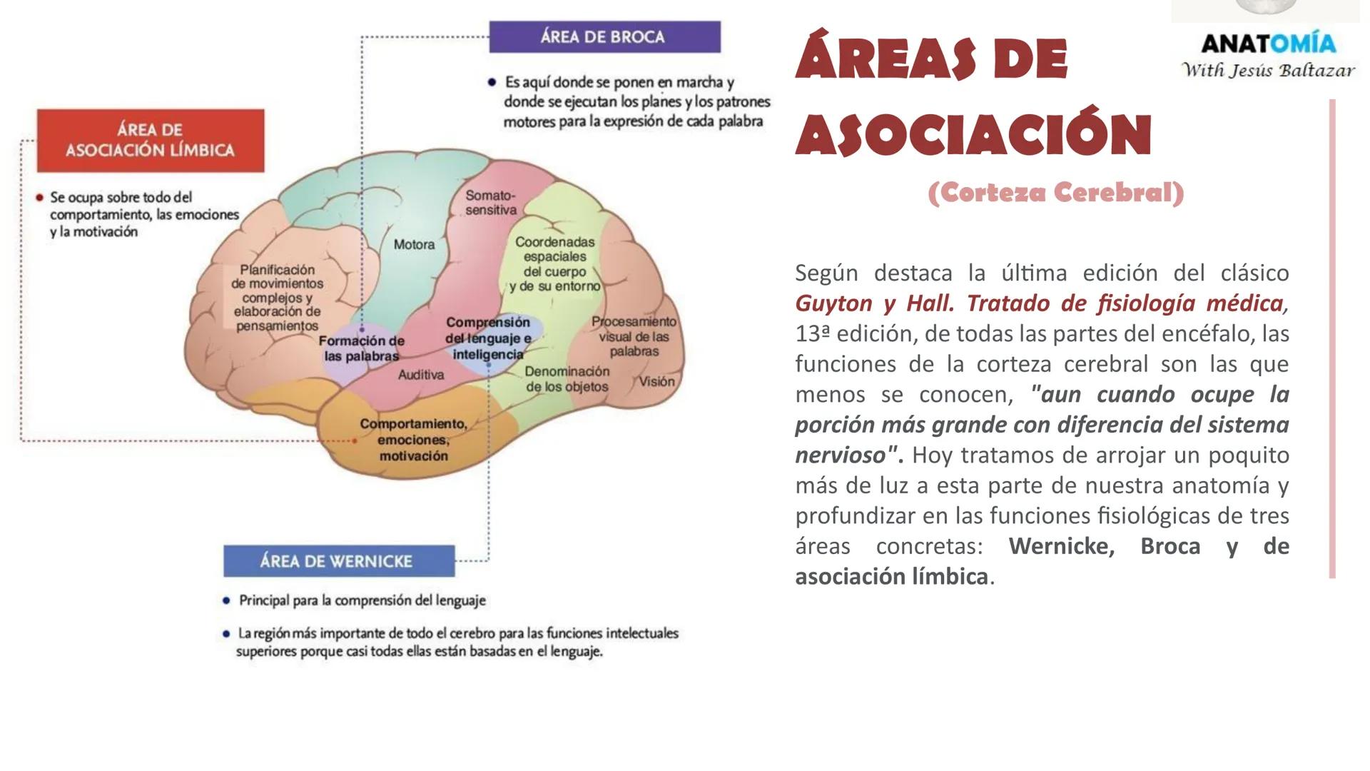 # MORFOFISIOLOGÍA
SISTEMA NERVIOSO I
DOCENTE: JESÚS BALTAZAR # SISTEMA NERVIOSO
El sistema nervioso humano esta formado por un conjunto d