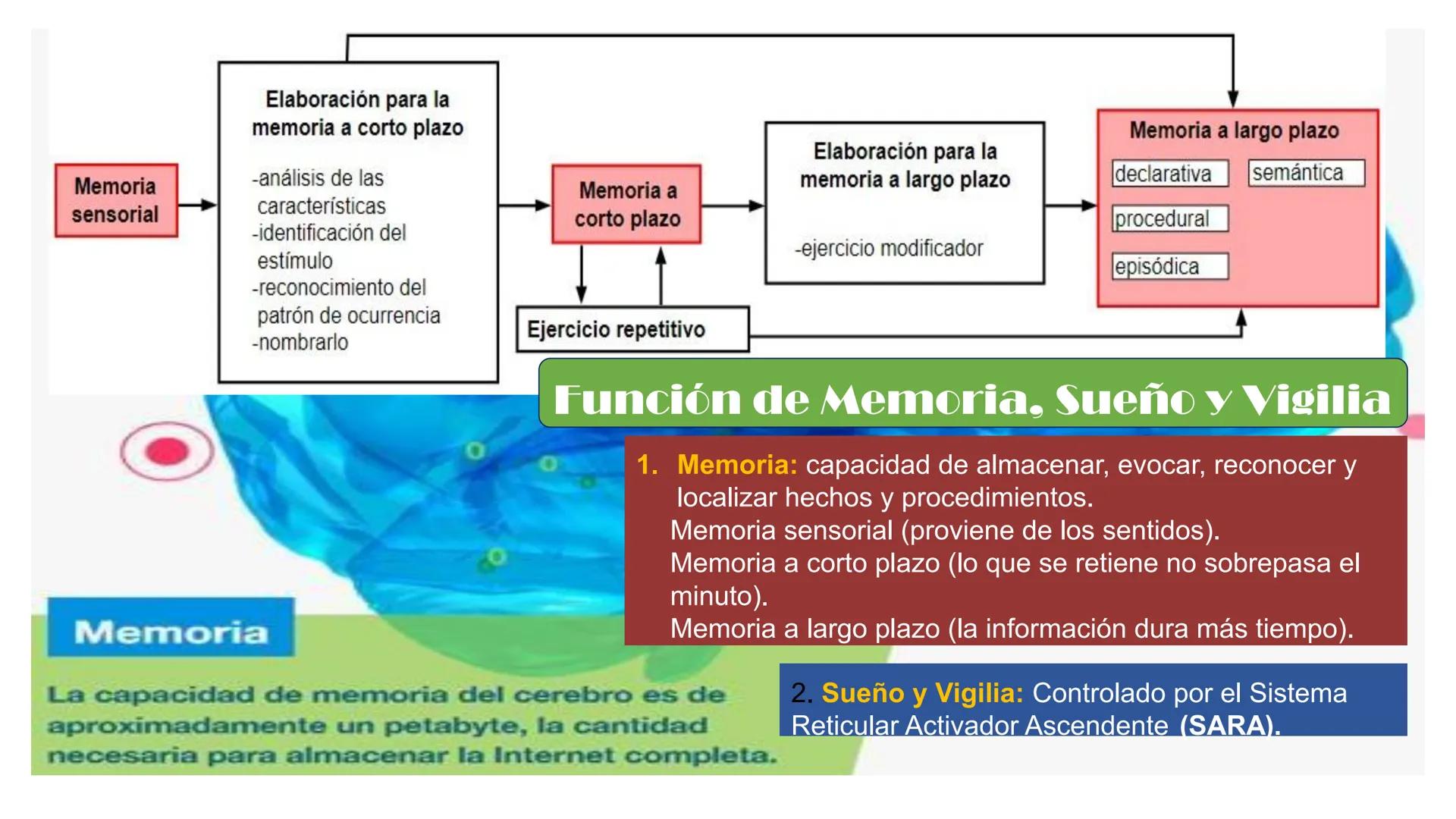 # MORFOFISIOLOGÍA
SISTEMA NERVIOSO I
DOCENTE: JESÚS BALTAZAR # SISTEMA NERVIOSO
El sistema nervioso humano esta formado por un conjunto d