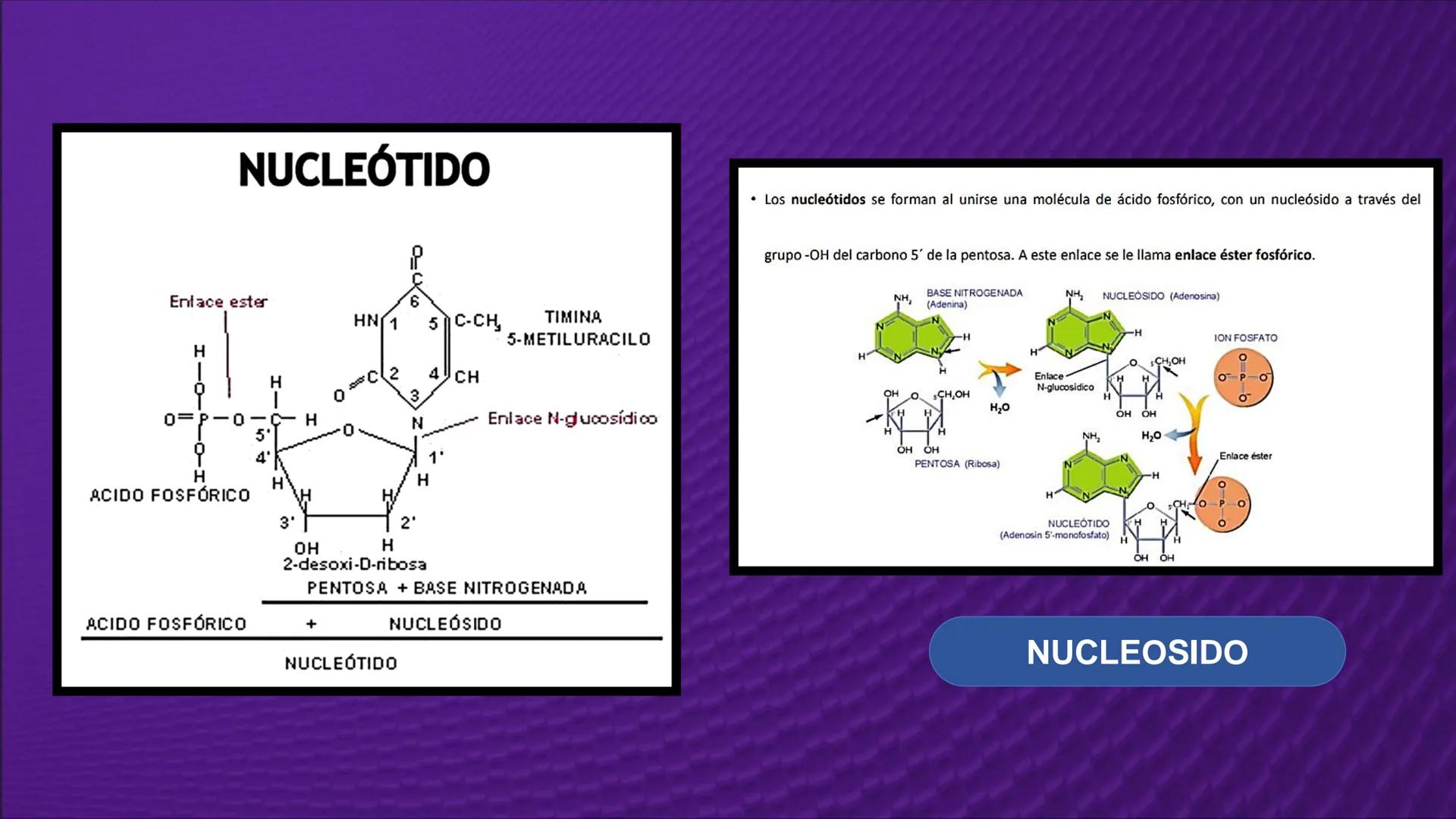 Transforma tu
MUNDO
SEMANA N° 10: GENES Y GENOMA
BIOLOGIA CELULAR Y MOLECULAR – PRÁCTICA
-
Docente: Mg Omar Dávila Campos
USS
25
Años # T