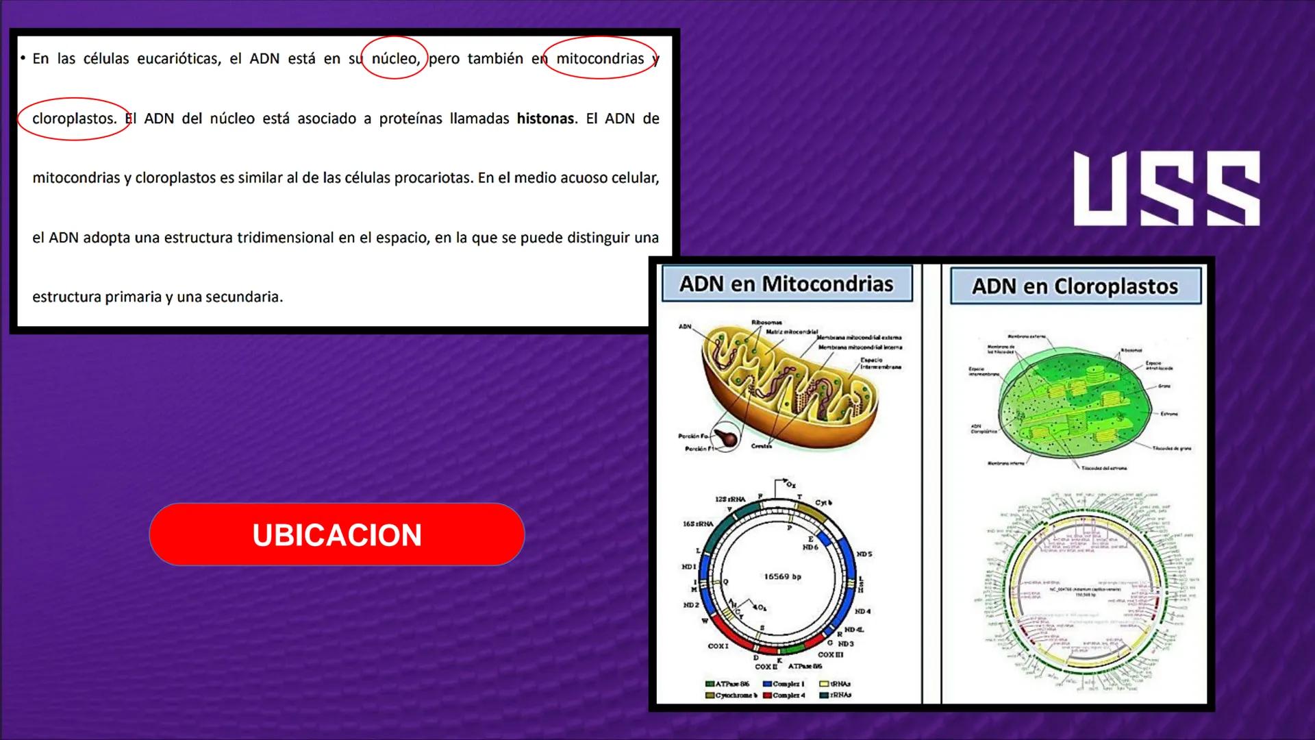 Transforma tu
MUNDO
SEMANA N° 10: GENES Y GENOMA
BIOLOGIA CELULAR Y MOLECULAR – PRÁCTICA
-
Docente: Mg Omar Dávila Campos
USS
25
Años # T