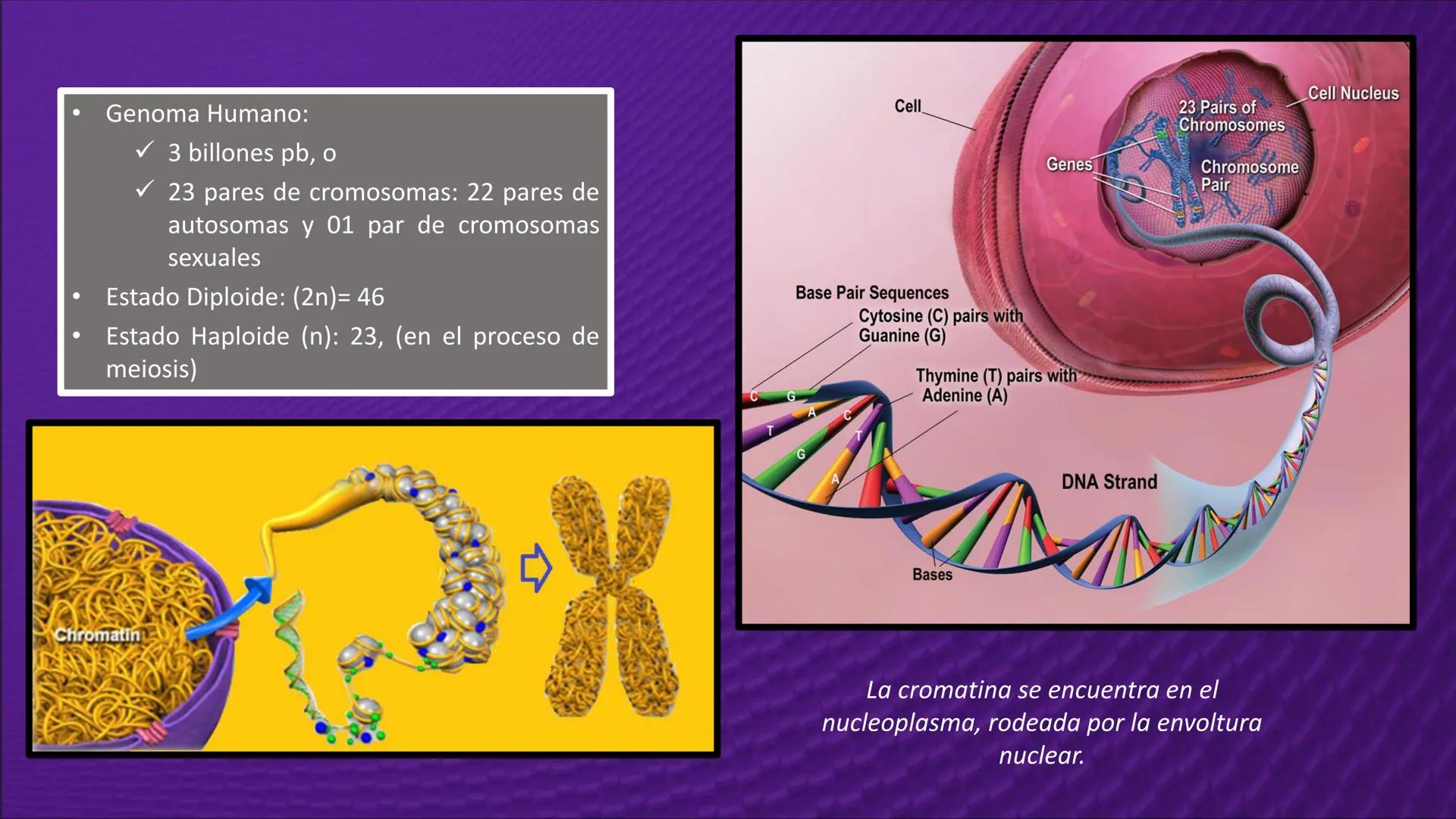 Transforma tu
MUNDO
SEMANA N° 10: GENES Y GENOMA
BIOLOGIA CELULAR Y MOLECULAR – PRÁCTICA
-
Docente: Mg Omar Dávila Campos
USS
25
Años # T