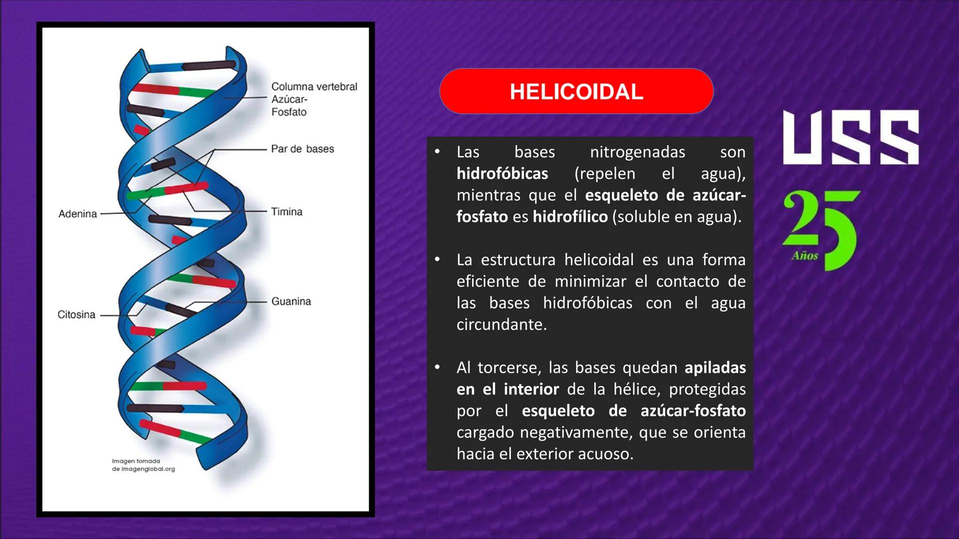 Transforma tu
MUNDO
SEMANA N° 10: GENES Y GENOMA
BIOLOGIA CELULAR Y MOLECULAR – PRÁCTICA
-
Docente: Mg Omar Dávila Campos
USS
25
Años # T