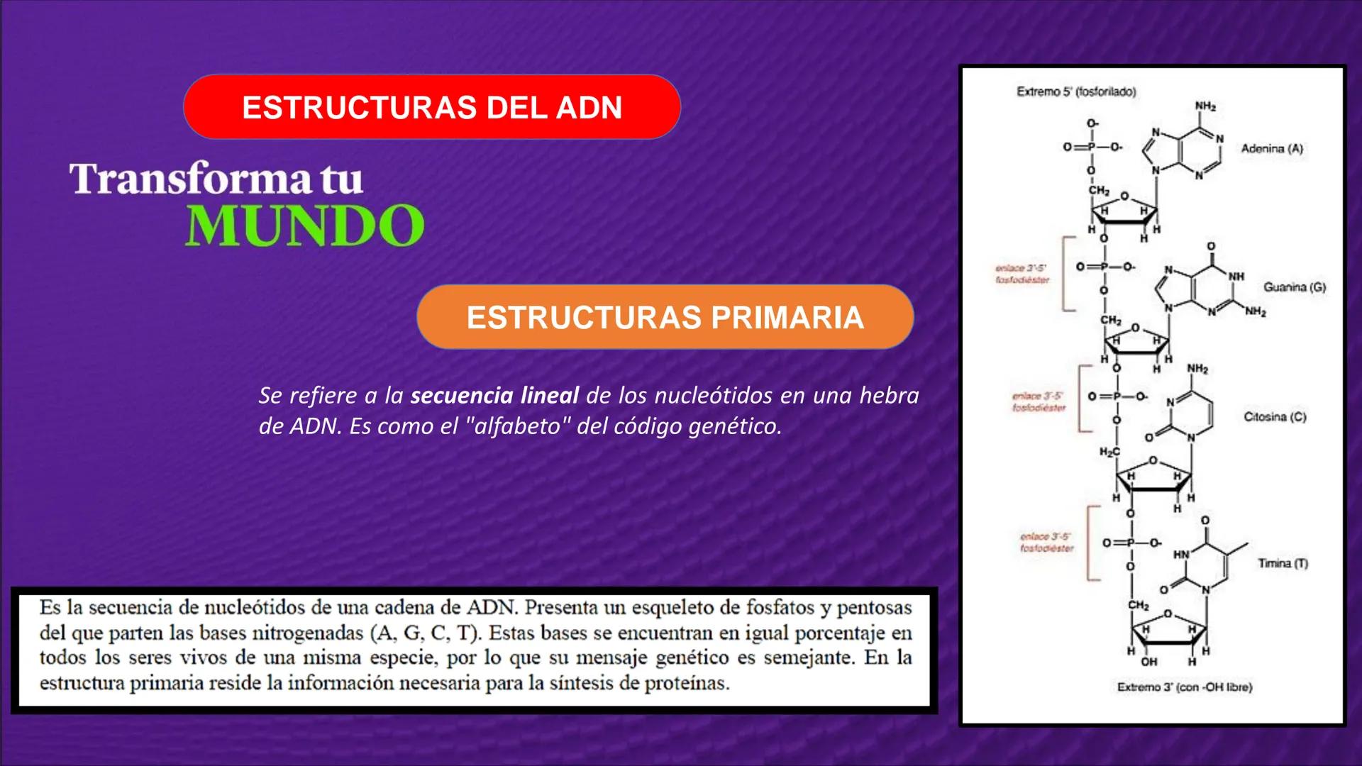 Transforma tu
MUNDO
SEMANA N° 10: GENES Y GENOMA
BIOLOGIA CELULAR Y MOLECULAR – PRÁCTICA
-
Docente: Mg Omar Dávila Campos
USS
25
Años # T