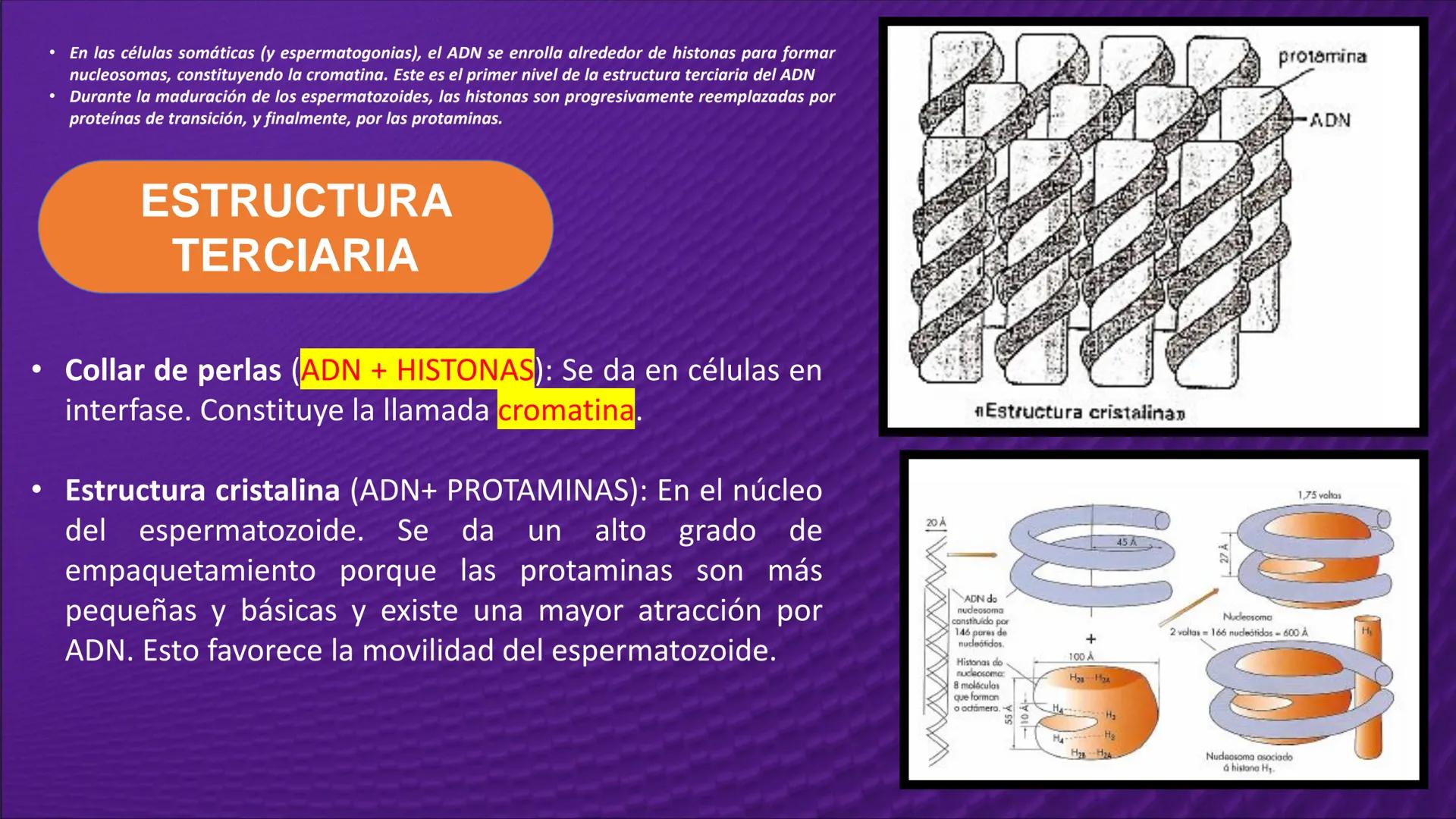 Transforma tu
MUNDO
SEMANA N° 10: GENES Y GENOMA
BIOLOGIA CELULAR Y MOLECULAR – PRÁCTICA
-
Docente: Mg Omar Dávila Campos
USS
25
Años # T
