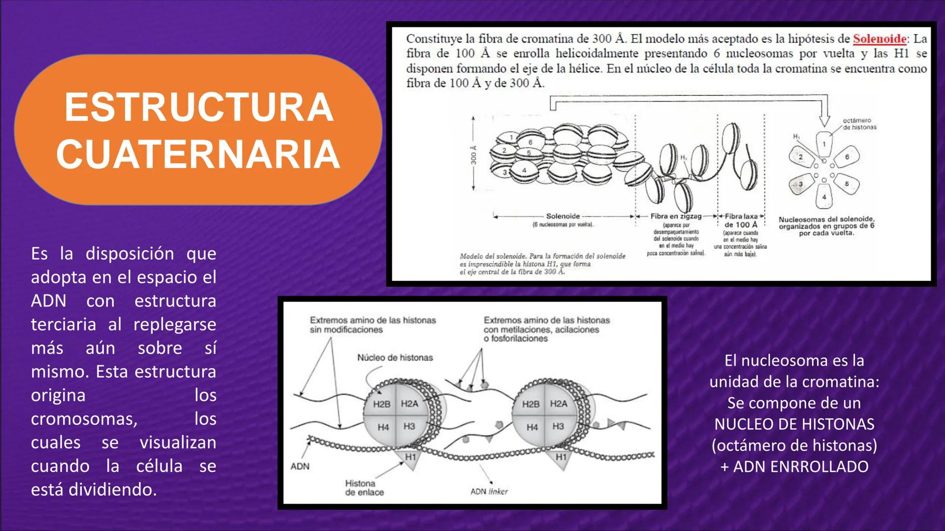 Transforma tu
MUNDO
SEMANA N° 10: GENES Y GENOMA
BIOLOGIA CELULAR Y MOLECULAR – PRÁCTICA
-
Docente: Mg Omar Dávila Campos
USS
25
Años # T