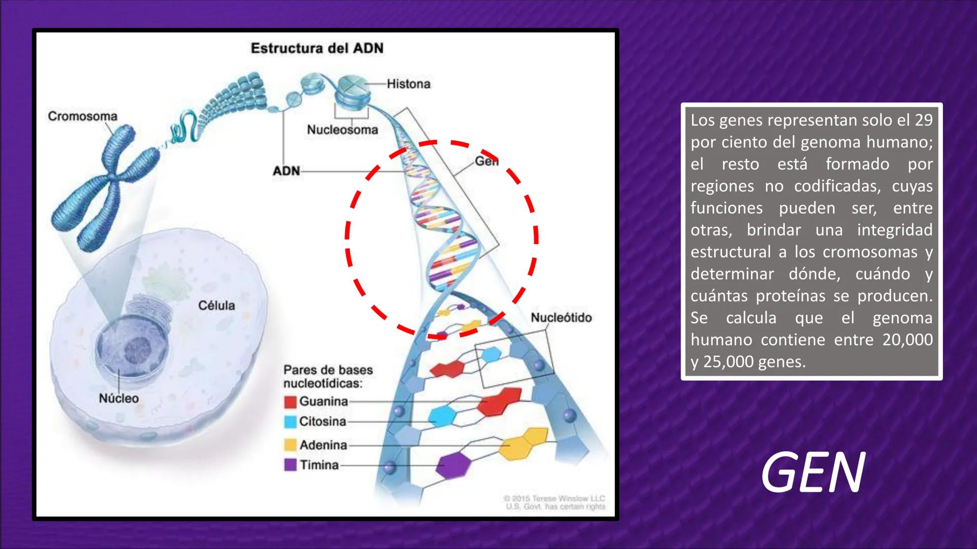 Transforma tu
MUNDO
SEMANA N° 10: GENES Y GENOMA
BIOLOGIA CELULAR Y MOLECULAR – PRÁCTICA
-
Docente: Mg Omar Dávila Campos
USS
25
Años # T