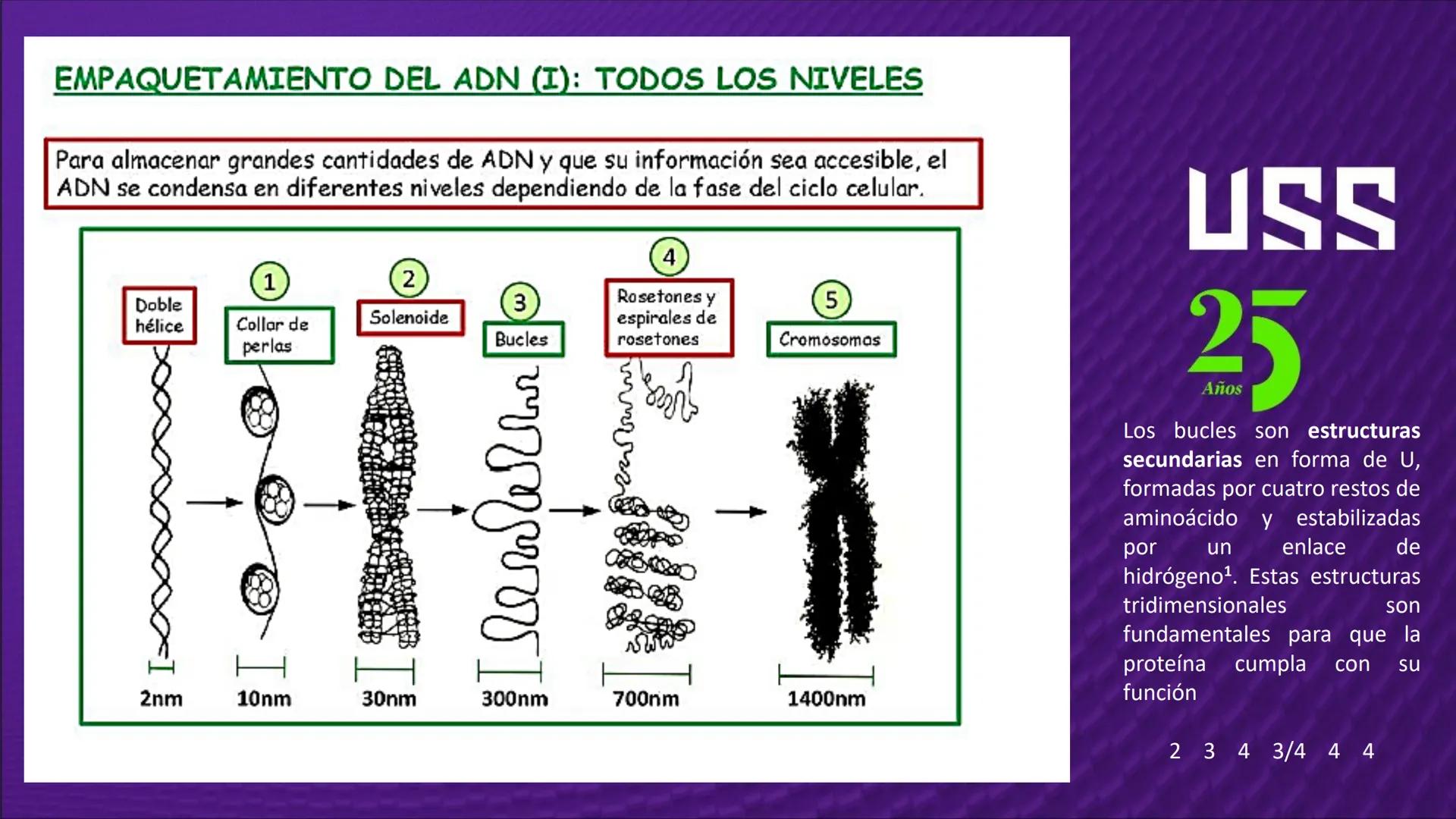 Transforma tu
MUNDO
SEMANA N° 10: GENES Y GENOMA
BIOLOGIA CELULAR Y MOLECULAR – PRÁCTICA
-
Docente: Mg Omar Dávila Campos
USS
25
Años # T