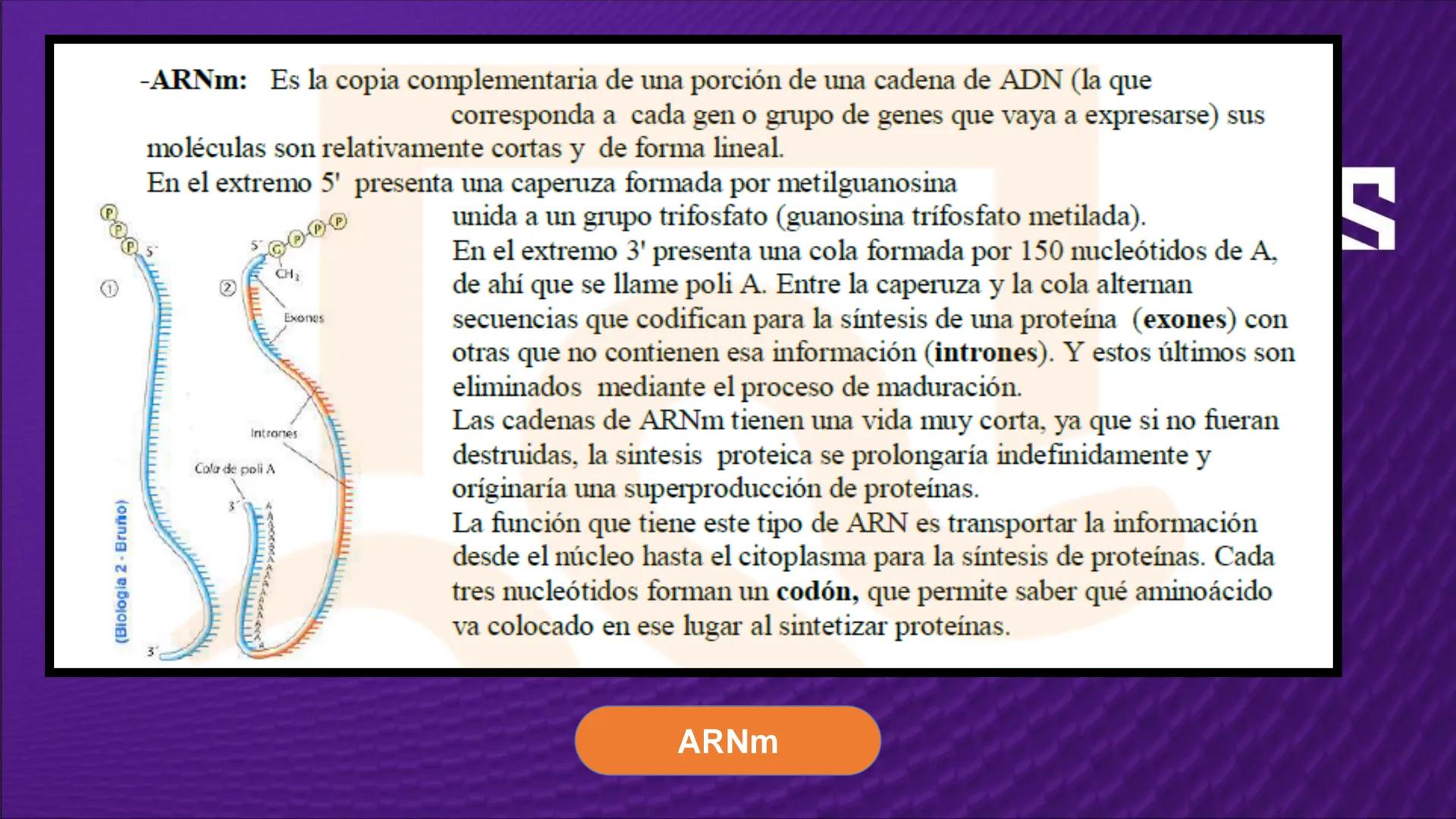 Transforma tu
MUNDO
SEMANA N° 10: GENES Y GENOMA
BIOLOGIA CELULAR Y MOLECULAR – PRÁCTICA
-
Docente: Mg Omar Dávila Campos
USS
25
Años # T