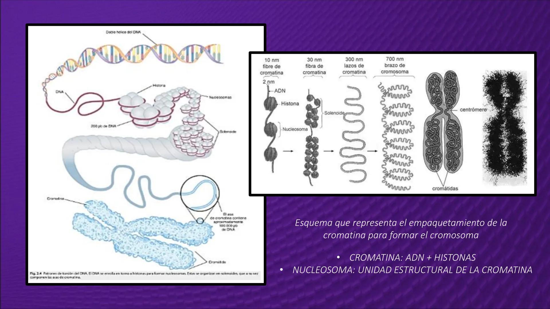 Transforma tu
MUNDO
SEMANA N° 10: GENES Y GENOMA
BIOLOGIA CELULAR Y MOLECULAR – PRÁCTICA
-
Docente: Mg Omar Dávila Campos
USS
25
Años # T
