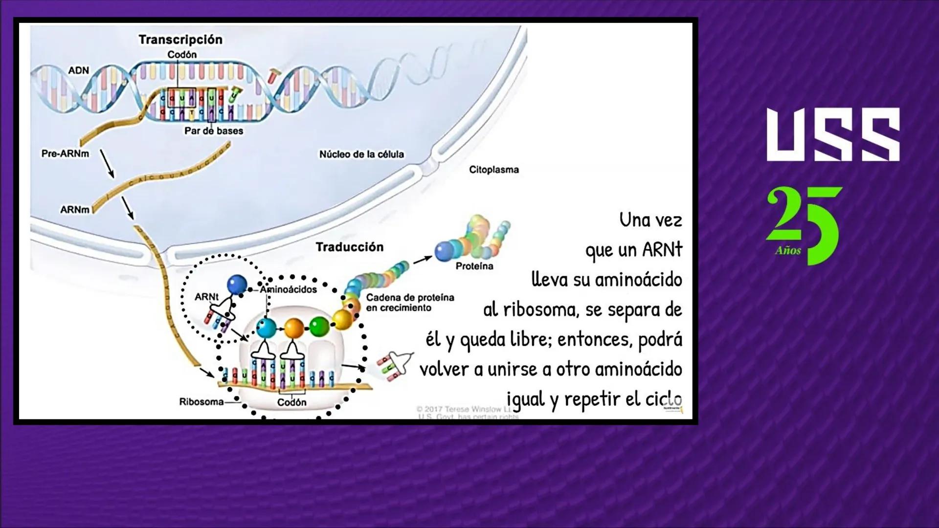 Transforma tu
MUNDO
SEMANA N° 10: GENES Y GENOMA
BIOLOGIA CELULAR Y MOLECULAR – PRÁCTICA
-
Docente: Mg Omar Dávila Campos
USS
25
Años # T