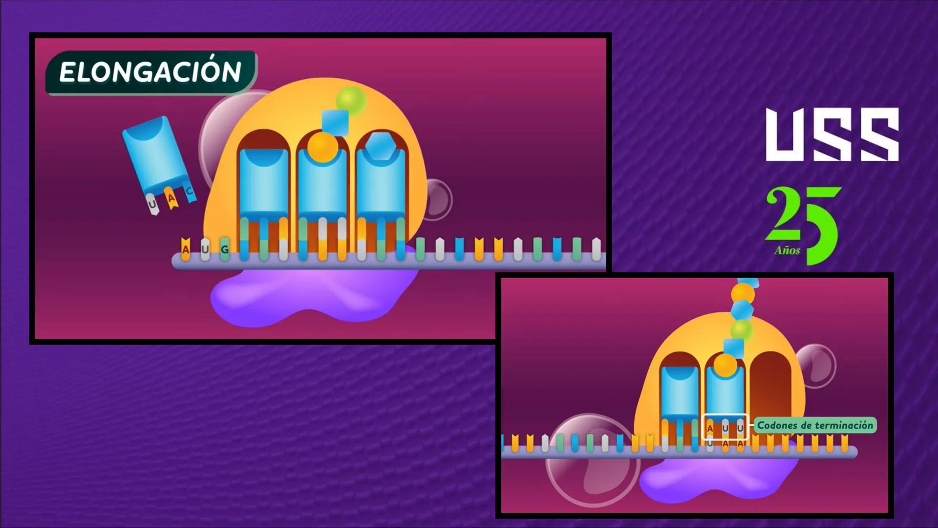 Transforma tu
MUNDO
SEMANA N° 10: GENES Y GENOMA
BIOLOGIA CELULAR Y MOLECULAR – PRÁCTICA
-
Docente: Mg Omar Dávila Campos
USS
25
Años # T