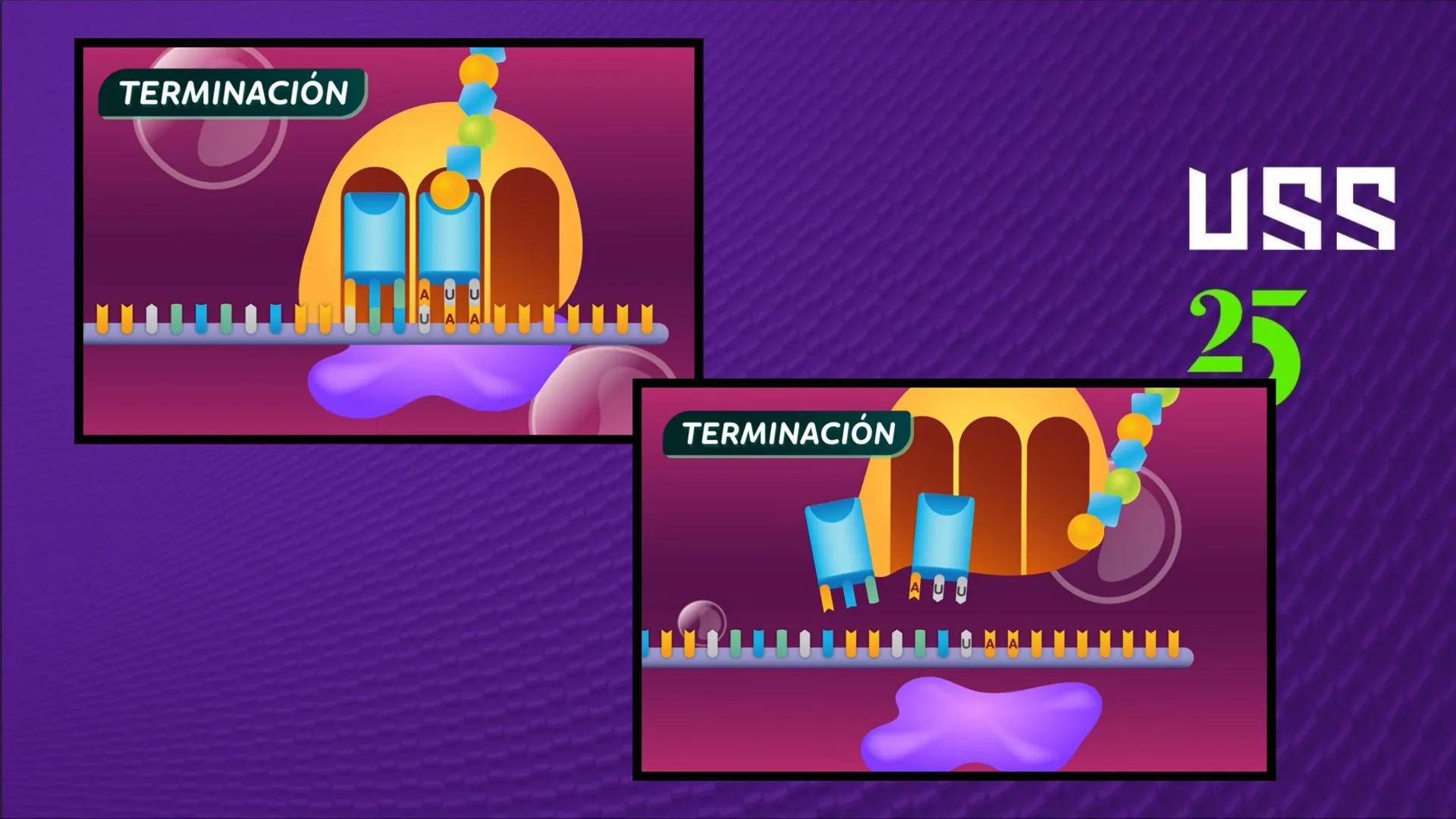 Transforma tu
MUNDO
SEMANA N° 10: GENES Y GENOMA
BIOLOGIA CELULAR Y MOLECULAR – PRÁCTICA
-
Docente: Mg Omar Dávila Campos
USS
25
Años # T