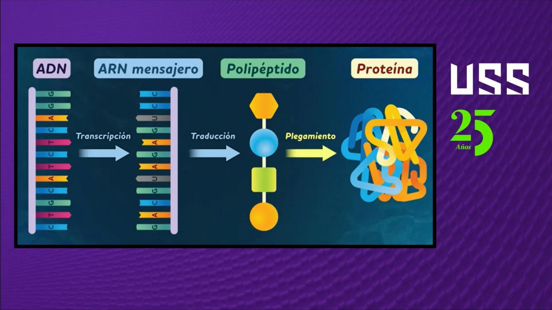 Transforma tu
MUNDO
SEMANA N° 10: GENES Y GENOMA
BIOLOGIA CELULAR Y MOLECULAR – PRÁCTICA
-
Docente: Mg Omar Dávila Campos
USS
25
Años # T