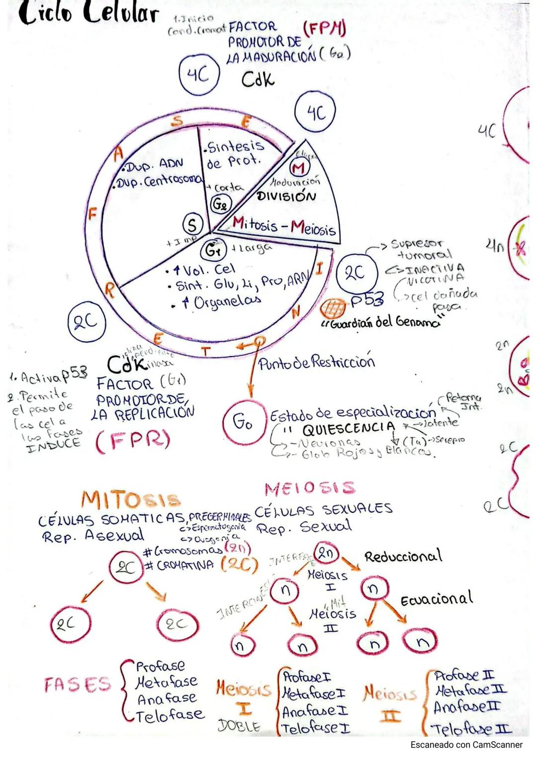 # Ciclo Celular
1. Inicio
Cond.cromat FACTOR (FPM)
4C
PROMOTOR DE
LA MADURACIÓN (Go)
Cdk
20
F
P
A
S
DUP. ADN
Dup.Centrosoma
liner
E
Cokin