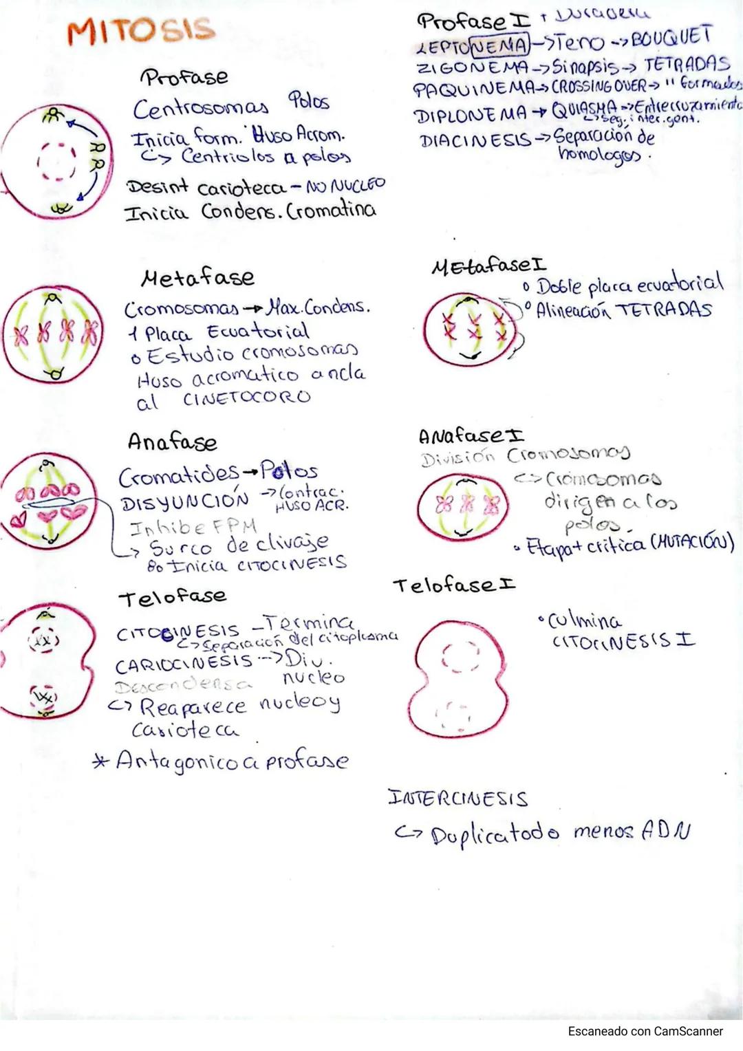 # Ciclo Celular
1. Inicio
Cond.cromat FACTOR (FPM)
4C
PROMOTOR DE
LA MADURACIÓN (Go)
Cdk
20
F
P
A
S
DUP. ADN
Dup.Centrosoma
liner
E
Cokin