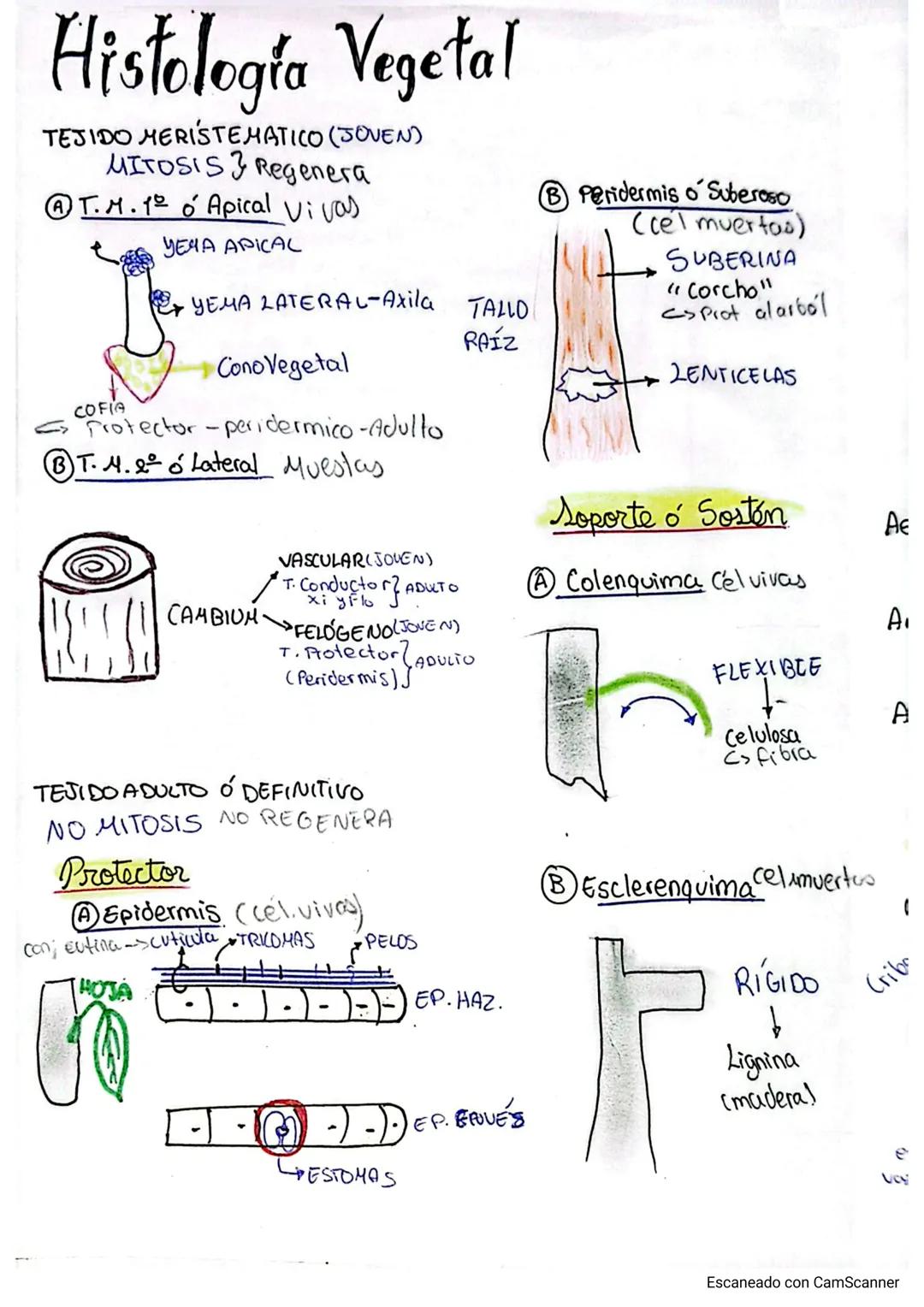 # Histología Vegetal
TEJIDO MERISTEMATICO (JOVEN)
MITOSIS 3 Regenera
@ T.M.1 ó Apical Vivas
COFIA
YEGA APICAL
YEMA LATERAL-Axila TALLO
C