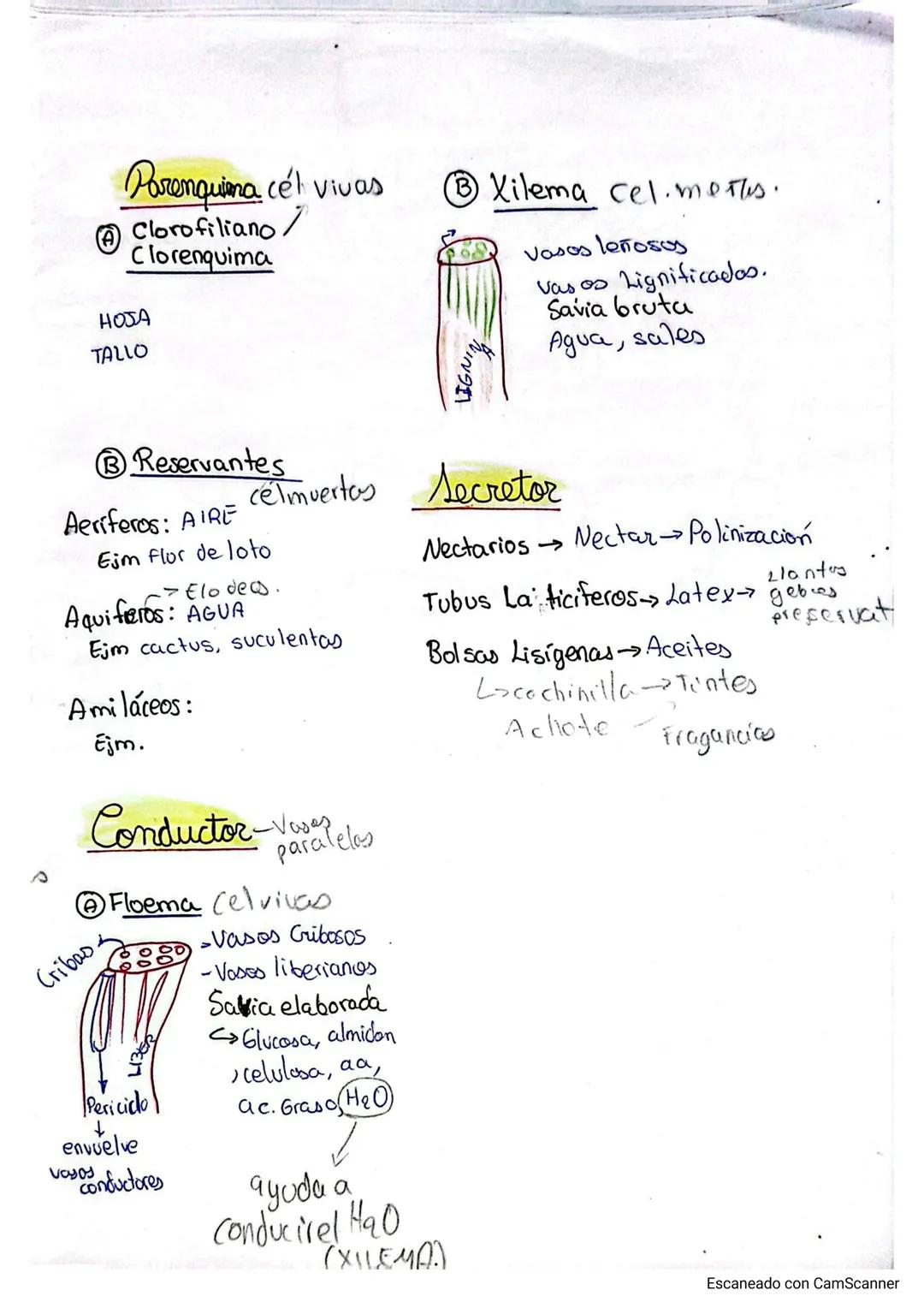 # Histología Vegetal
TEJIDO MERISTEMATICO (JOVEN)
MITOSIS 3 Regenera
@ T.M.1 ó Apical Vivas
COFIA
YEGA APICAL
YEMA LATERAL-Axila TALLO
C