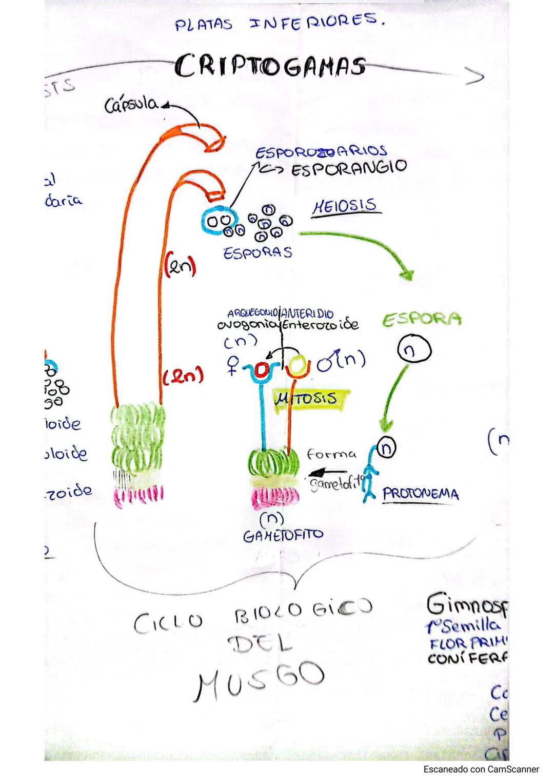 # Reino Plantae I
BRIOFITAS HUMEDAD
+Primitiva
x xilema
Mrosts
Avascular <x floema
TALO
NO TEJIDOS VERDADEROS TALO
AUTOTROFOS Fotosín