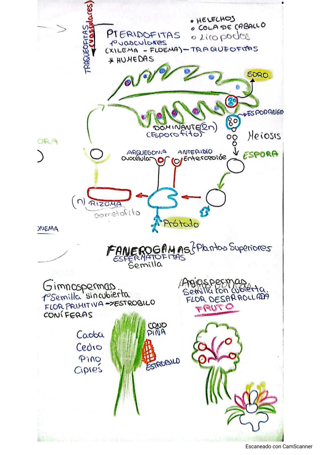 # Reino Plantae I
BRIOFITAS HUMEDAD
+Primitiva
x xilema
Mrosts
Avascular <x floema
TALO
NO TEJIDOS VERDADEROS TALO
AUTOTROFOS Fotosín