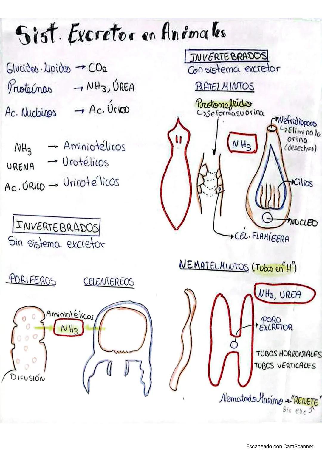 # Sist. Excretor en Animales
Glucidos Lipidos CO2
Proteínas →NH3, ÚREA
Ac. Nucleicos →Ac. Úrico
NH3 → Aminiotélicos
URENA → Urotélicos