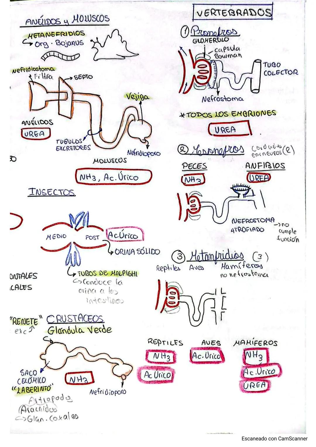 # Sist. Excretor en Animales
Glucidos Lipidos CO2
Proteínas →NH3, ÚREA
Ac. Nucleicos →Ac. Úrico
NH3 → Aminiotélicos
URENA → Urotélicos