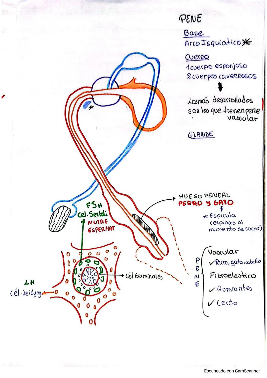 APARATO REPRODUCTOR EN MACHOS JURO CHARCOA
TESTICULO
PROXIMO AL ΑΝΟ
✓ Gato
PENDULAR
✓ Rumiantes
HORIZONTAL
Perro
/ Cerdo
✓ Caballo
3% P