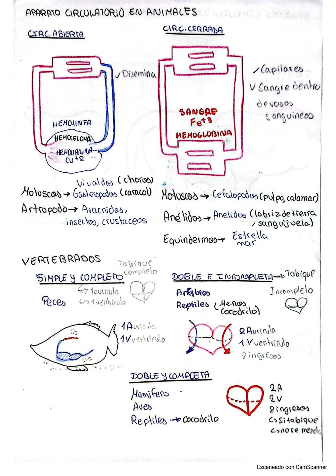 APARATO REPRODUCTOR EN MACHOS JURO CHARCOA
TESTICULO
PROXIMO AL ΑΝΟ
✓ Gato
PENDULAR
✓ Rumiantes
HORIZONTAL
Perro
/ Cerdo
✓ Caballo
3% P