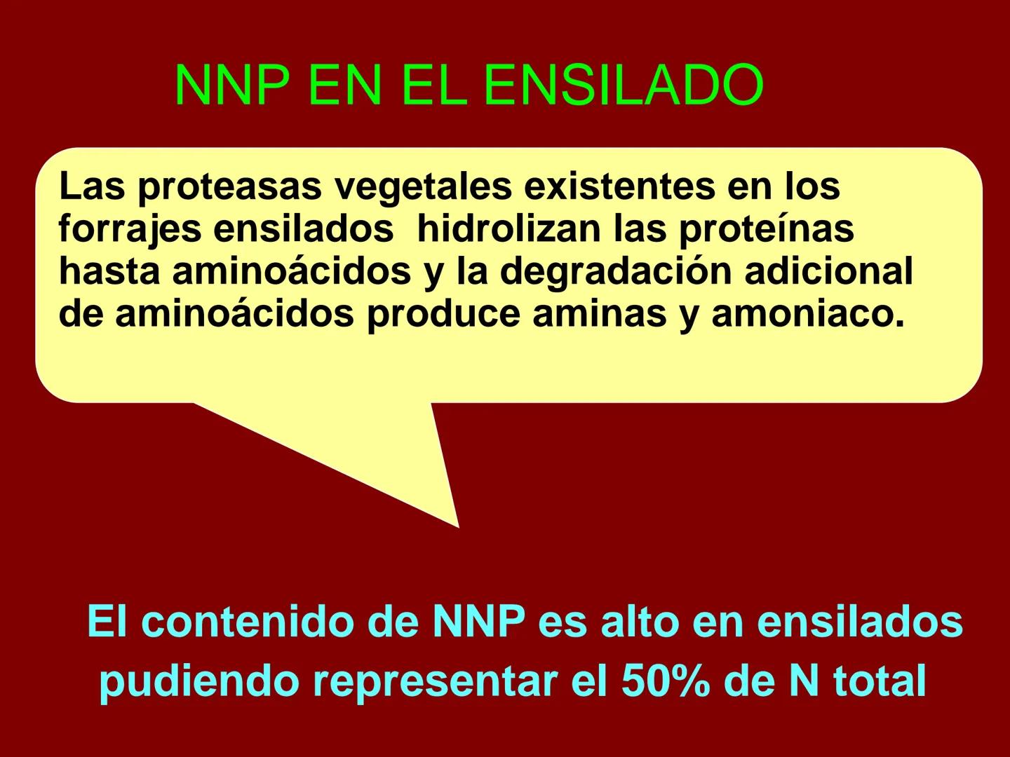 # METABOLISMO DE LAS PROTEINAS
2025 II Conformadas por cadena de aminoácidos
R
H
0
R3
H
0
R5
H
0
R7
H
0
H
CH
N
C
CH
N
C
CH
N
C
CH
N
C
N