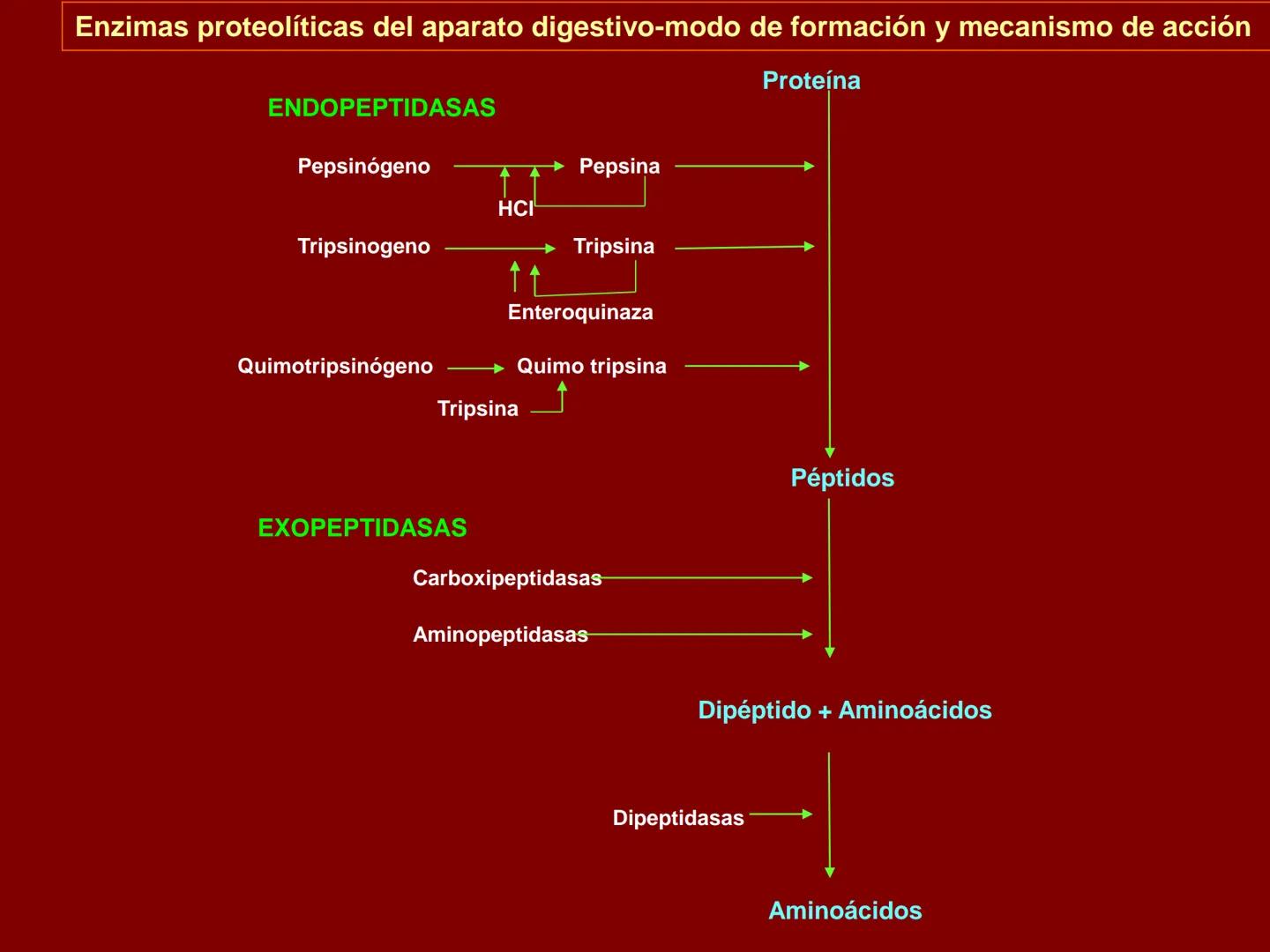 # METABOLISMO DE LAS PROTEINAS
2025 II Conformadas por cadena de aminoácidos
R
H
0
R3
H
0
R5
H
0
R7
H
0
H
CH
N
C
CH
N
C
CH
N
C
CH
N
C
N
