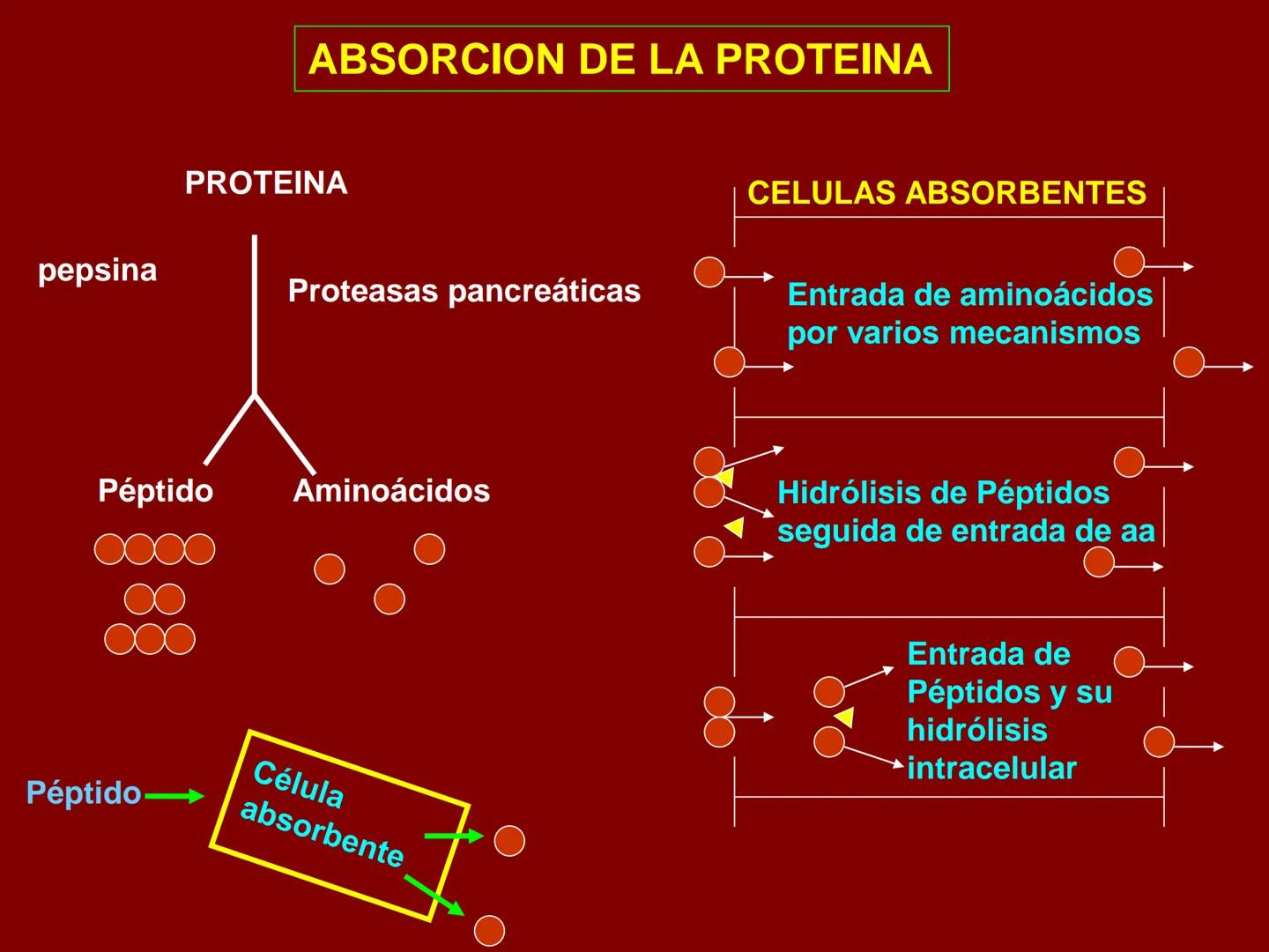 # METABOLISMO DE LAS PROTEINAS
2025 II Conformadas por cadena de aminoácidos
R
H
0
R3
H
0
R5
H
0
R7
H
0
H
CH
N
C
CH
N
C
CH
N
C
CH
N
C
N