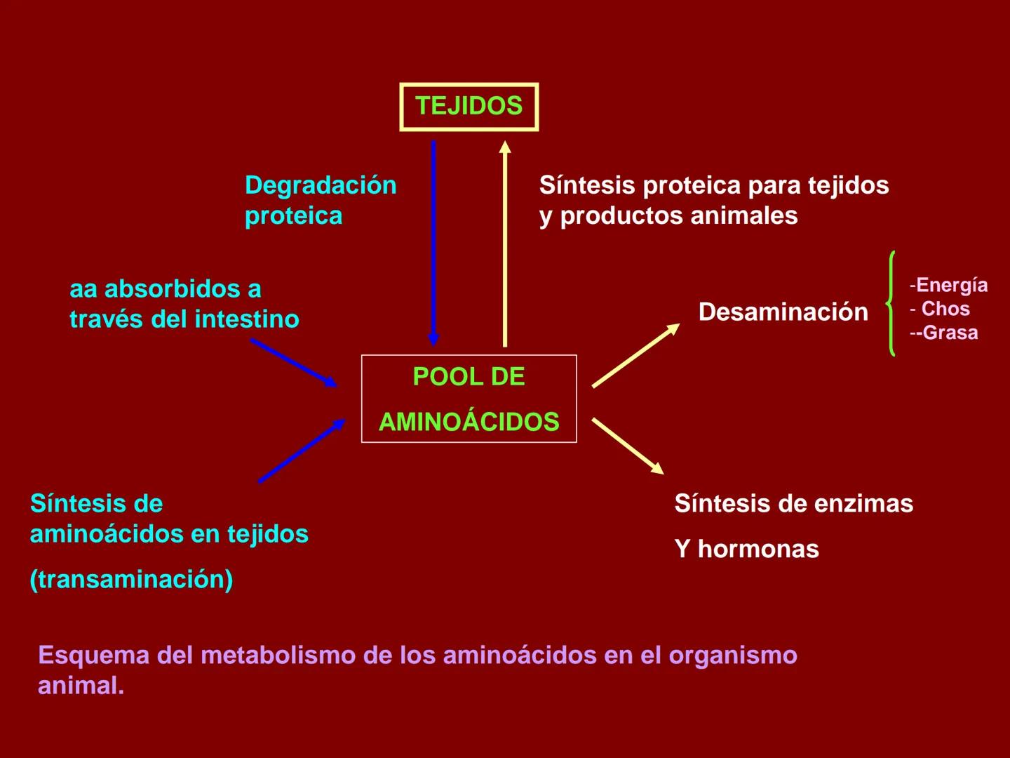# METABOLISMO DE LAS PROTEINAS
2025 II Conformadas por cadena de aminoácidos
R
H
0
R3
H
0
R5
H
0
R7
H
0
H
CH
N
C
CH
N
C
CH
N
C
CH
N
C
N