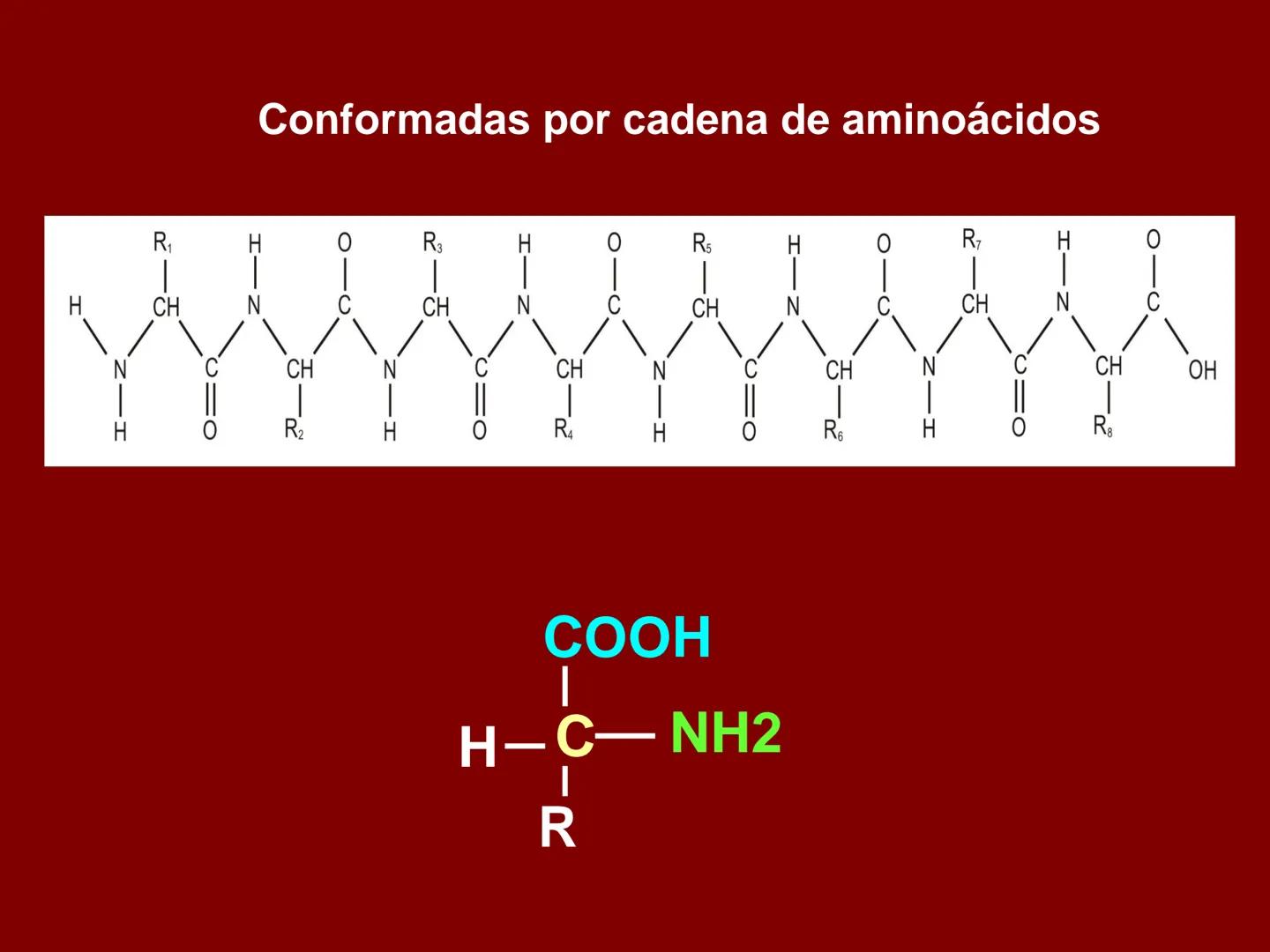 # METABOLISMO DE LAS PROTEINAS
2025 II Conformadas por cadena de aminoácidos
R
H
0
R3
H
0
R5
H
0
R7
H
0
H
CH
N
C
CH
N
C
CH
N
C
CH
N
C
N