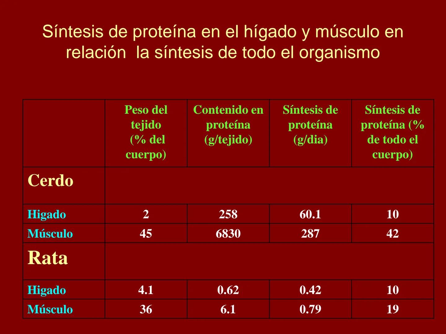 # METABOLISMO DE LAS PROTEINAS
2025 II Conformadas por cadena de aminoácidos
R
H
0
R3
H
0
R5
H
0
R7
H
0
H
CH
N
C
CH
N
C
CH
N
C
CH
N
C
N