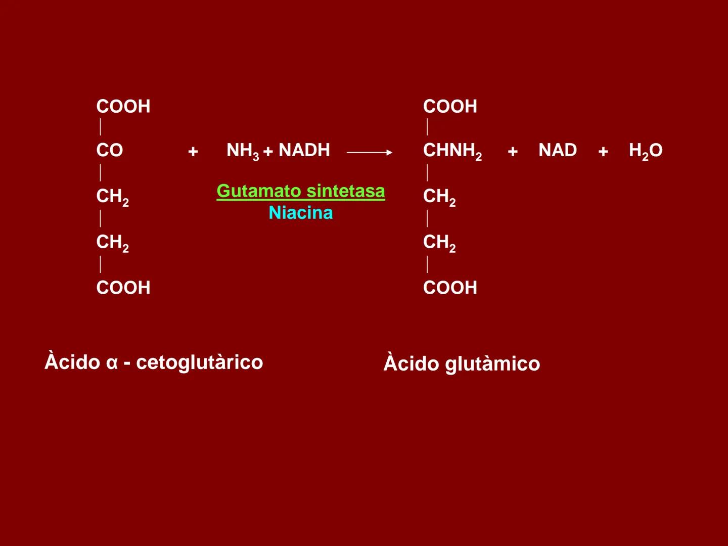 # METABOLISMO DE LAS PROTEINAS
2025 II Conformadas por cadena de aminoácidos
R
H
0
R3
H
0
R5
H
0
R7
H
0
H
CH
N
C
CH
N
C
CH
N
C
CH
N
C
N