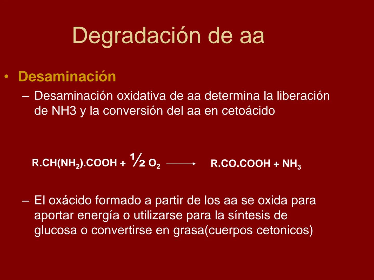 # METABOLISMO DE LAS PROTEINAS
2025 II Conformadas por cadena de aminoácidos
R
H
0
R3
H
0
R5
H
0
R7
H
0
H
CH
N
C
CH
N
C
CH
N
C
CH
N
C
N