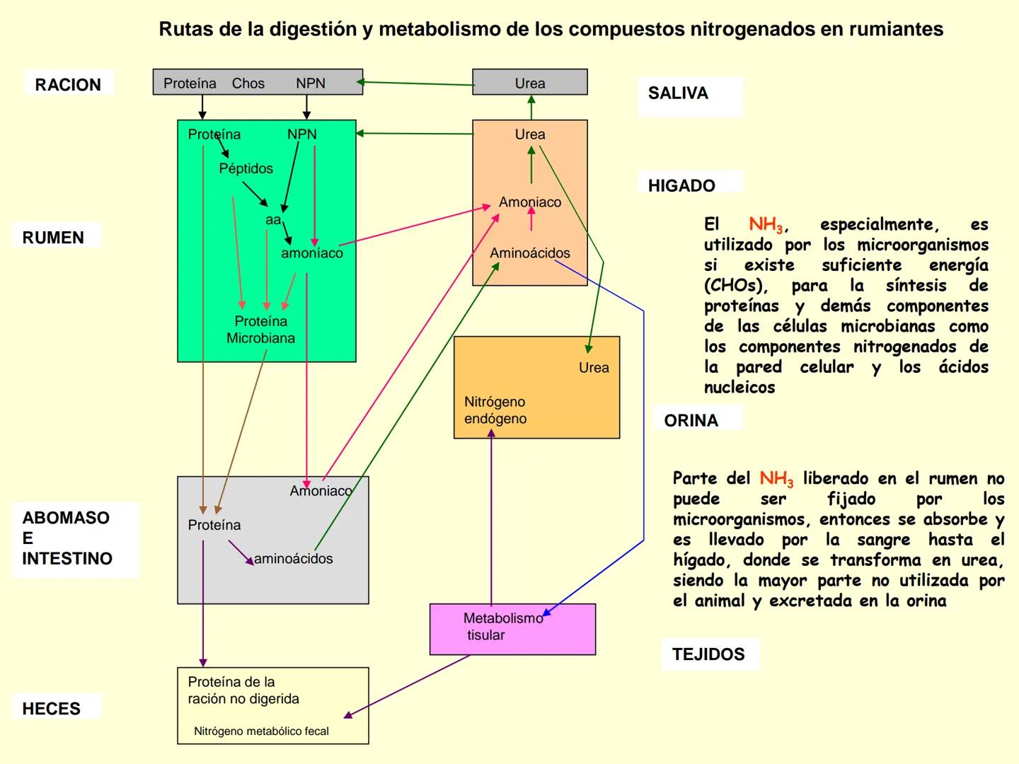 # METABOLISMO DE LAS PROTEINAS
2025 II Conformadas por cadena de aminoácidos
R
H
0
R3
H
0
R5
H
0
R7
H
0
H
CH
N
C
CH
N
C
CH
N
C
CH
N
C
N