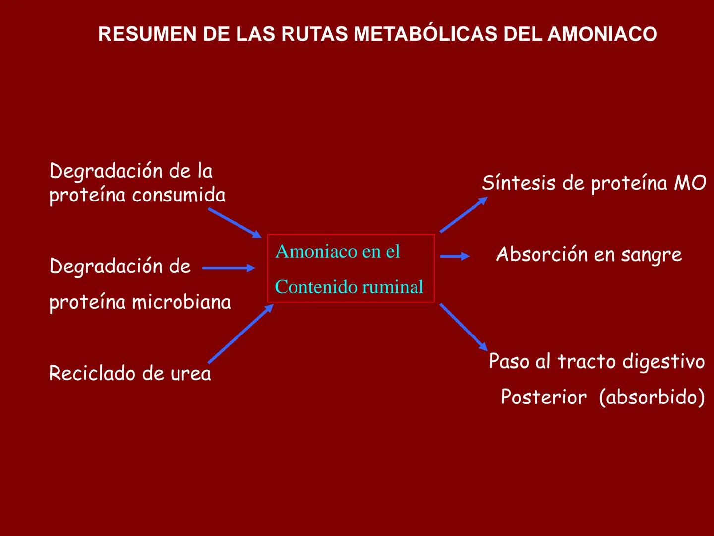 # METABOLISMO DE LAS PROTEINAS
2025 II Conformadas por cadena de aminoácidos
R
H
0
R3
H
0
R5
H
0
R7
H
0
H
CH
N
C
CH
N
C
CH
N
C
CH
N
C
N