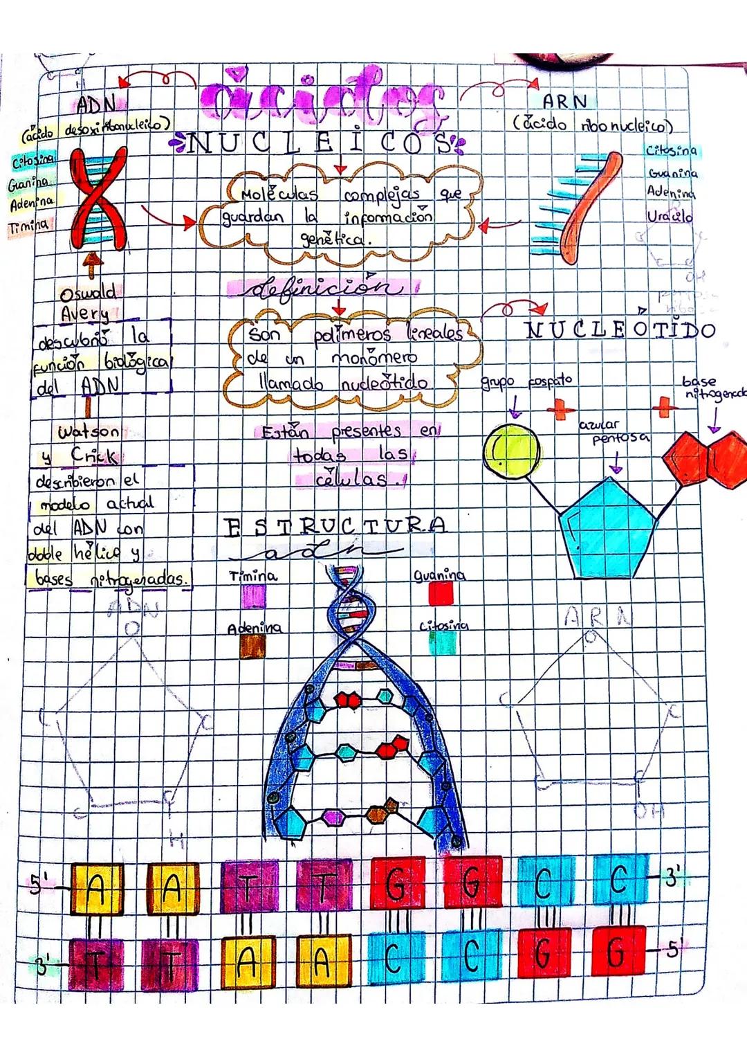 ADN
(acido desoxibonucleico)
ceto sing
Granipa
Adenina
Timina
NUCLEICOS
Moleculas complejas que
guardan la informacion
genetica.
Oswald
A