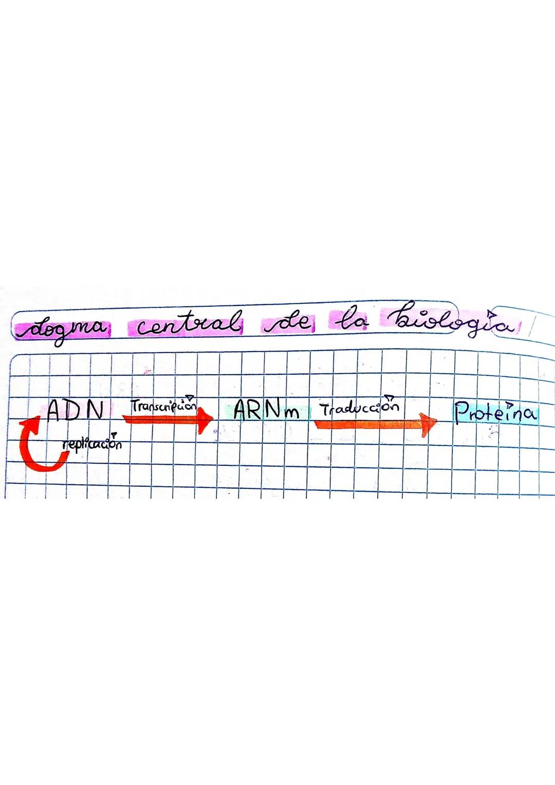 ADN
(acido desoxibonucleico)
ceto sing
Granipa
Adenina
Timina
NUCLEICOS
Moleculas complejas que
guardan la informacion
genetica.
Oswald
A