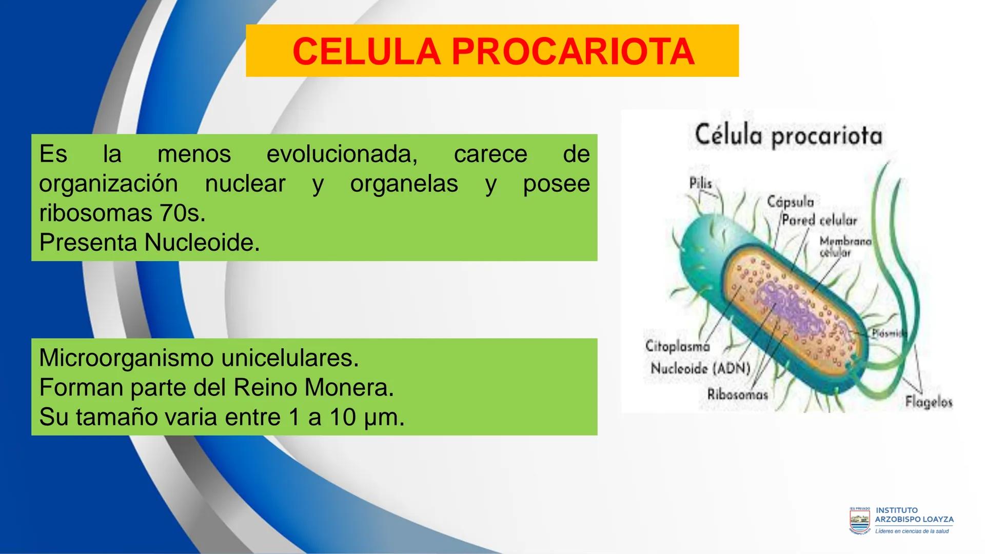 ESPRIVADO INSTITUTO
ARZOBISPO LOΑΥΖΑ
Líderes en ciencias de la salud
# SESIÓN DE
# APRENDIZAJE 11
IES PRIVADO
OBISPO LORYZA # BIENVENIDOS