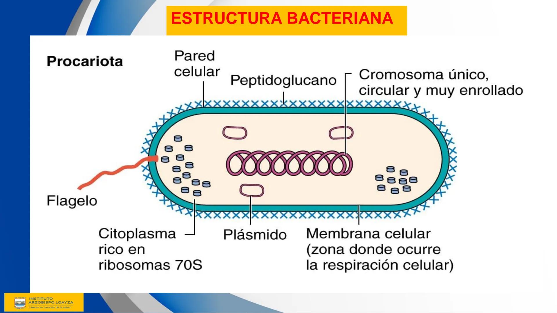 ESPRIVADO INSTITUTO
ARZOBISPO LOΑΥΖΑ
Líderes en ciencias de la salud
# SESIÓN DE
# APRENDIZAJE 11
IES PRIVADO
OBISPO LORYZA # BIENVENIDOS