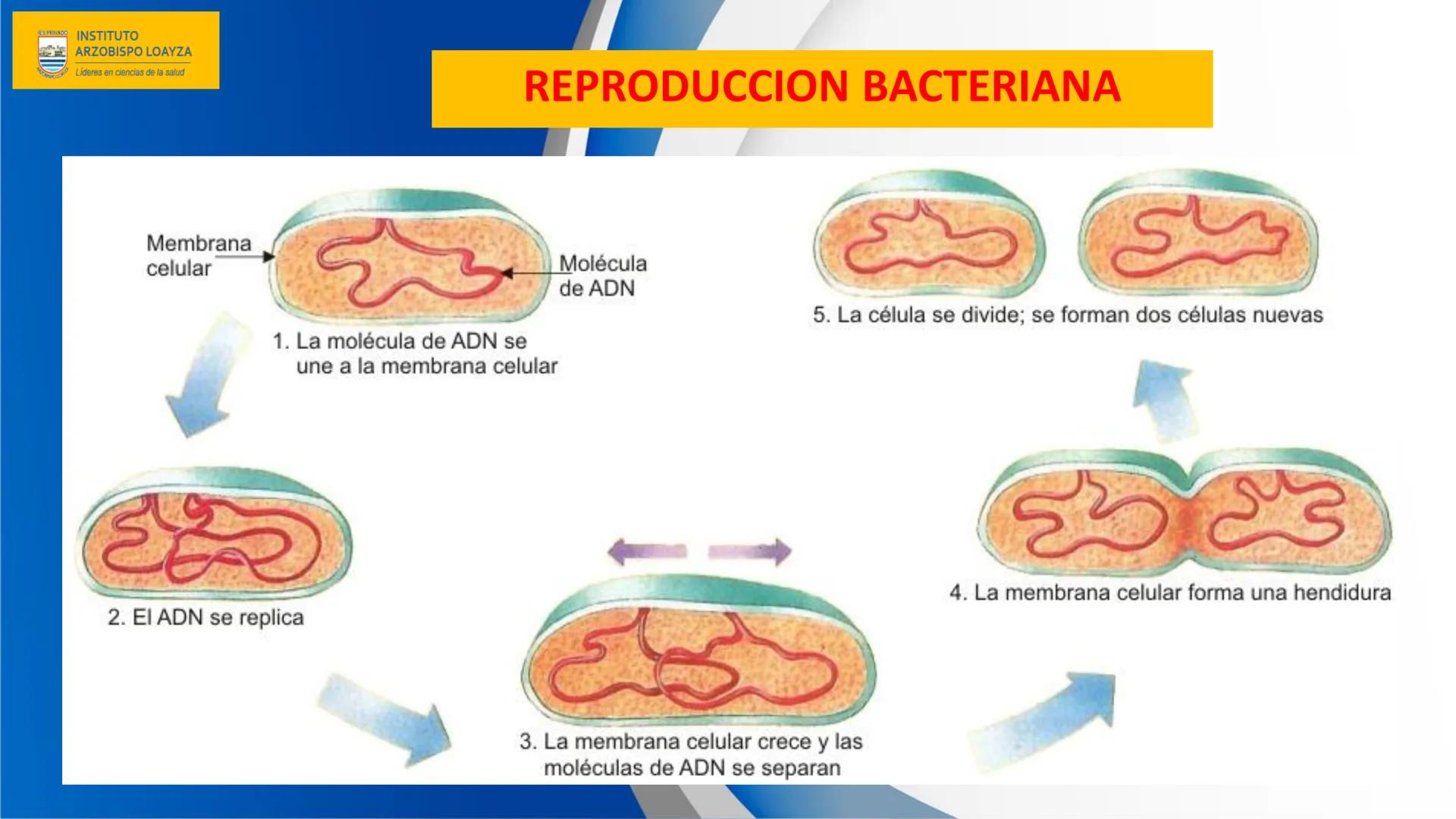 ESPRIVADO INSTITUTO
ARZOBISPO LOΑΥΖΑ
Líderes en ciencias de la salud
# SESIÓN DE
# APRENDIZAJE 11
IES PRIVADO
OBISPO LORYZA # BIENVENIDOS